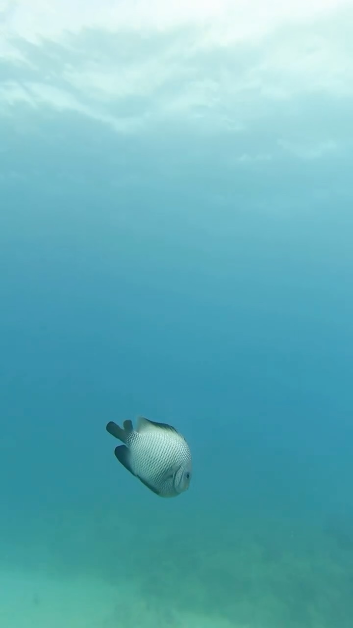 What is your bad habit? Snorkeling can’t be one!
📍Honolulu,Hawaii
🤿 Waikiki Snorkel Tour
💙Starring: Turles, Dolphins, fish and more!
Join us on our waikiki snorkel adventure! Whether you are first time snorkeler or an expert, We have spots for everyone!
#SnorkelingHawaii #waikiki #HawaiiAdventures #UnderwaterHawaii #oceansafety #TropicalSnorkeling #WaikikiSnorkel #HanaumaBaySnorkel #MarineLifeHawaii #SafeSnorkeling #OceanExploration #HawaiiVacationTips #SnorkelFun #UnderwaterAdventure #HawaiiTravelGuide