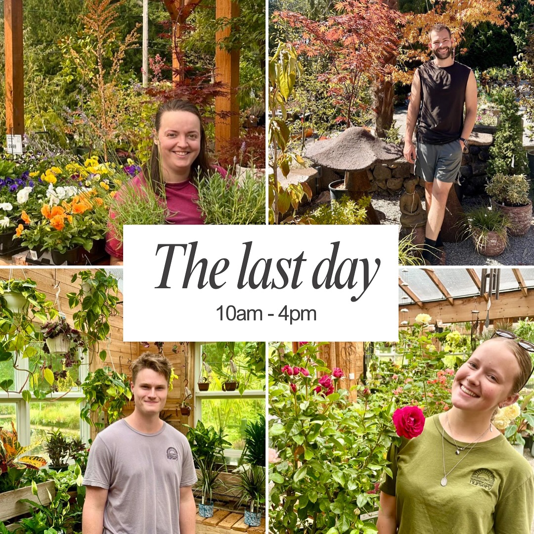 The last day.
10am – 4pm.
The plants are ready for their winter nap, the bulbs have found new homes, and the staff are dreaming of a few mornings without soil under their nails (for now).
It’s been a season of laughter, learning, unexpected weather, and the kind of loyal, plant-loving community that makes every muddy boot and early morning worth it.
Come say goodbye, grab that one last thing you’ve been thinking about, and help us wrap up another beautiful season.
Thank you — truly — for growing with us.
See you in the spring. 🌸
#SunshineCoastNursery #LastDay #ThankYou #GardenCentreLife #ShopLocalBC #SeeYouInSpring
