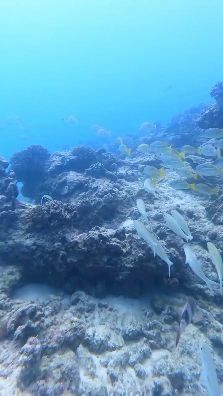 Exploring underwater Hawaii 💙
Come see the underwater with us! All of our tours include snorkel equipment and life jackets for the perfect experience!
🐙Tag your friends who you would take snorkeling in Hawaii!
#snorkelhawaii #explorewithus #underwaterbeauty #oahuadventure #thingstodo #honolulu #waikiki #hawaii #snorkeltour #oceanadventures #oceanactivities #snorkeling #honolulusnorkelcompany