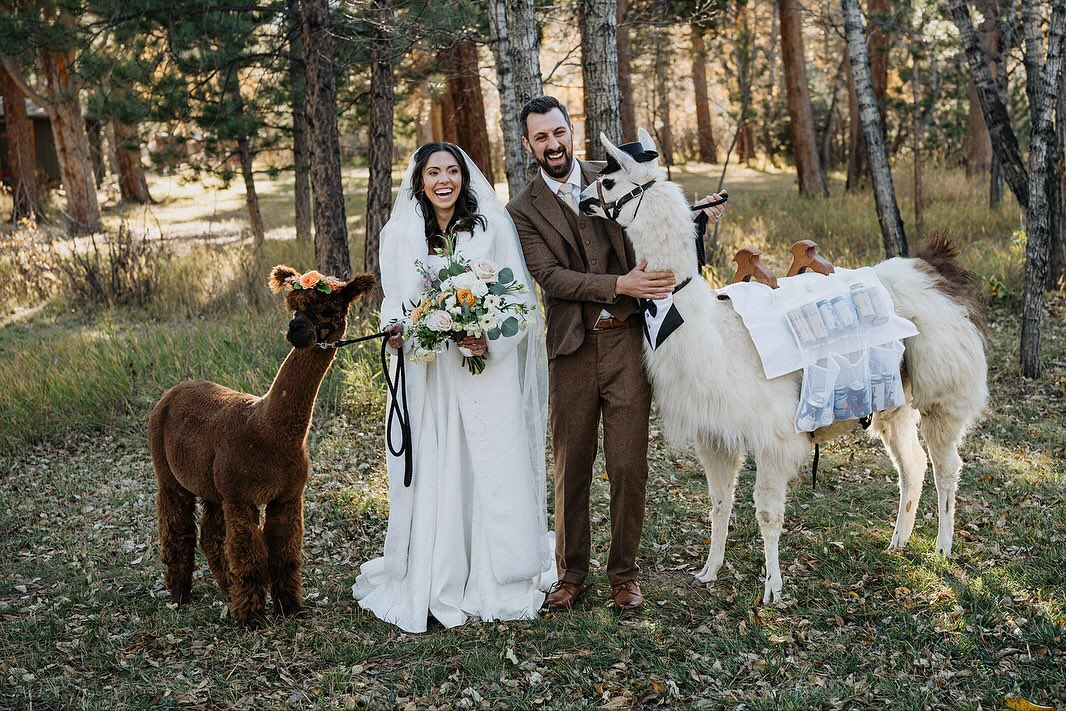Always get a llama 🦙 for your wedding day. @pjvanphoto @sunrise.silhouettes @thelandingatestespark #llama #beverageburro #cocktailhour #weddinginspo #weddingplanner