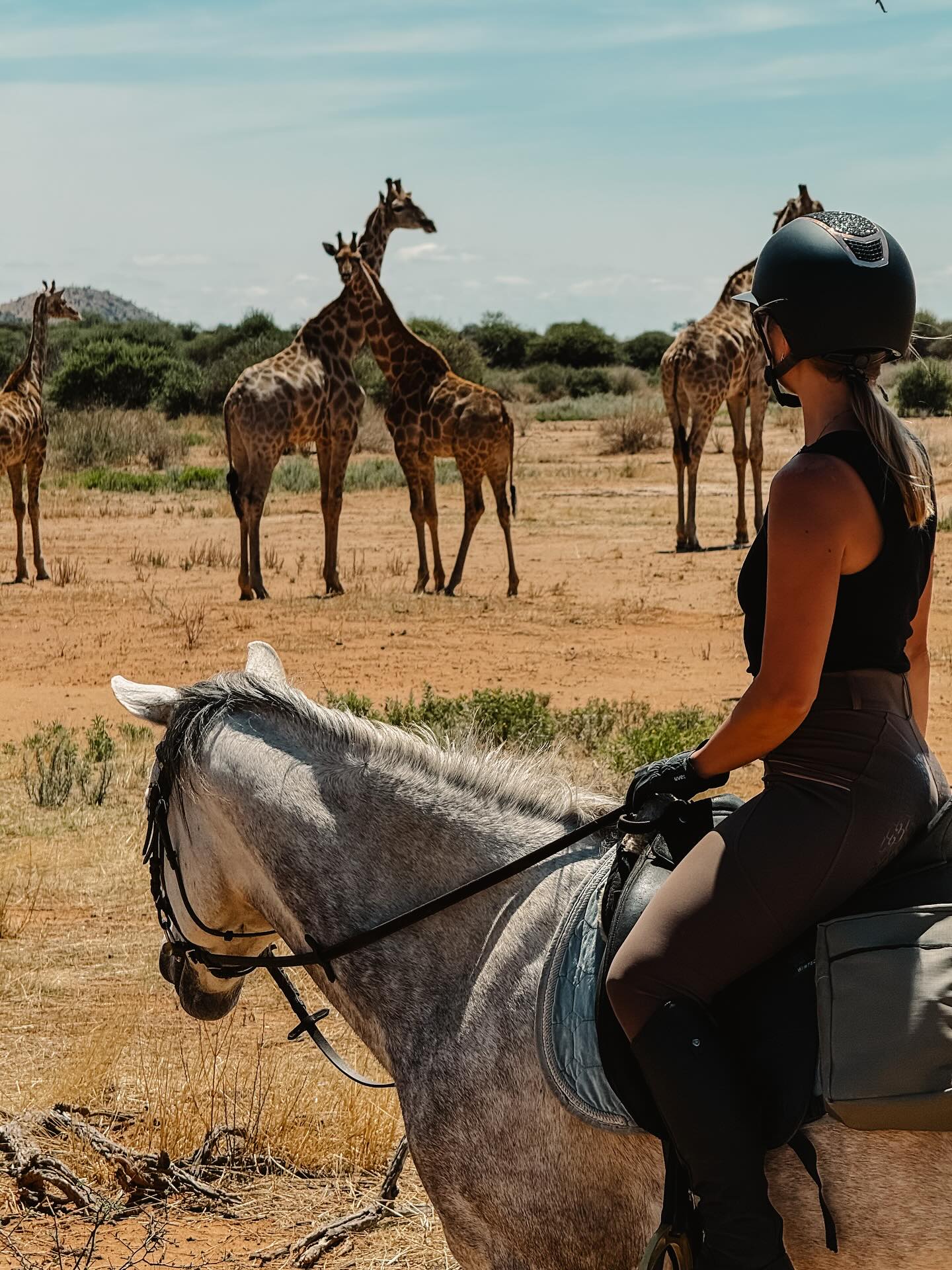 When you had a perfect outride on a perfect day 🦒🦒🦒
#horseridingsafari #horsesafarinamibia #volounteerproject #horsevibes #giraffeandhorse #namibiatravel #giraffelove #horsecation