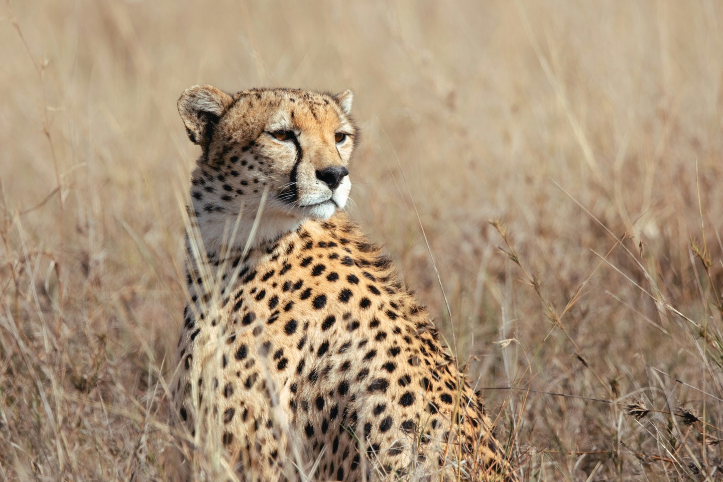 Did you know? 🐆
Cheetahs actually prefer shrubland, not open plains. The mix of bushes and short grass gives them cover to stalk — and space to outwit their prey by weaving through the vegetation at top speed.
But they’re often pushed into the open by larger predators like lions and leopards, who also favour dense shrubs. Out on the plains, cheetahs lose both camouflage and the chance to hide their young — a reminder of just how competitive life is for Africa’s big cats.
📸 © Caitlin de Greef
#LoisabaConservancy #Cheetah #BigCats #WildKenya #ConservationInAction #Laikipia #Kenya #PredatorDynamics #WildlifeFacts #LandConnectedLifeProtected