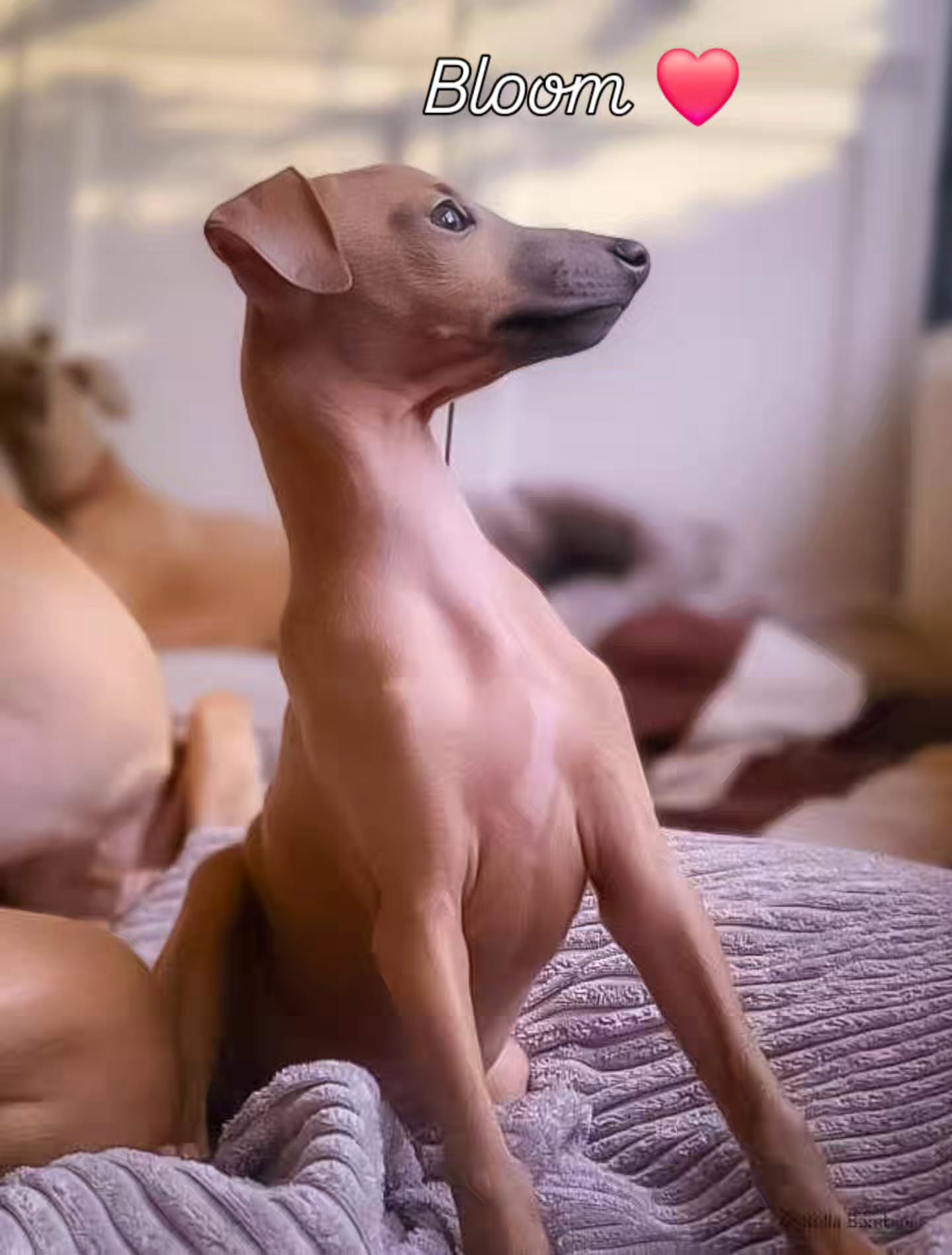 Bloom 🍀🐕❤️
10 Wochen 😇