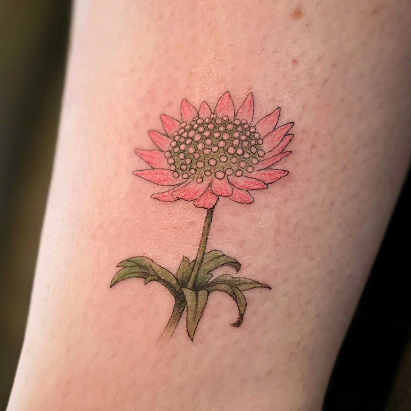 ðļ Dainty little Astrantia 'Florence' flower for Megan today! Haven't tattooed one of these flowers before, it's always nice to do something different ð
.
.
.
#tattoo #art #design #flower #floral #colour #pink #Florence #astrantia #nature #family