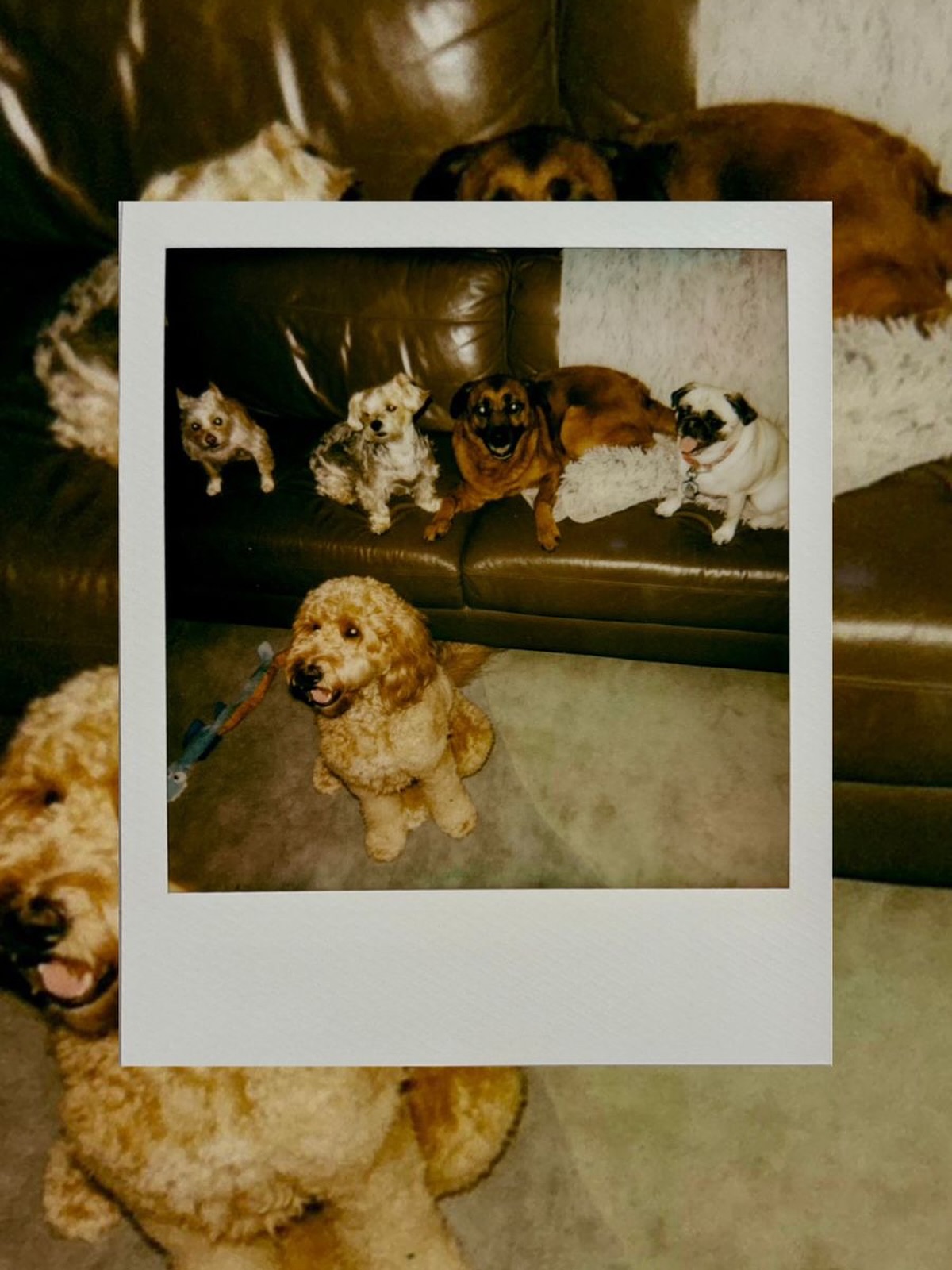 Positive vibes, positive training, positive pack energy. ๐พ๐ซโ #WagWithWilliam #FearFreeTraining
#PositiveReinforcement #DogWellness #BondWithYourDog #WaggingTails