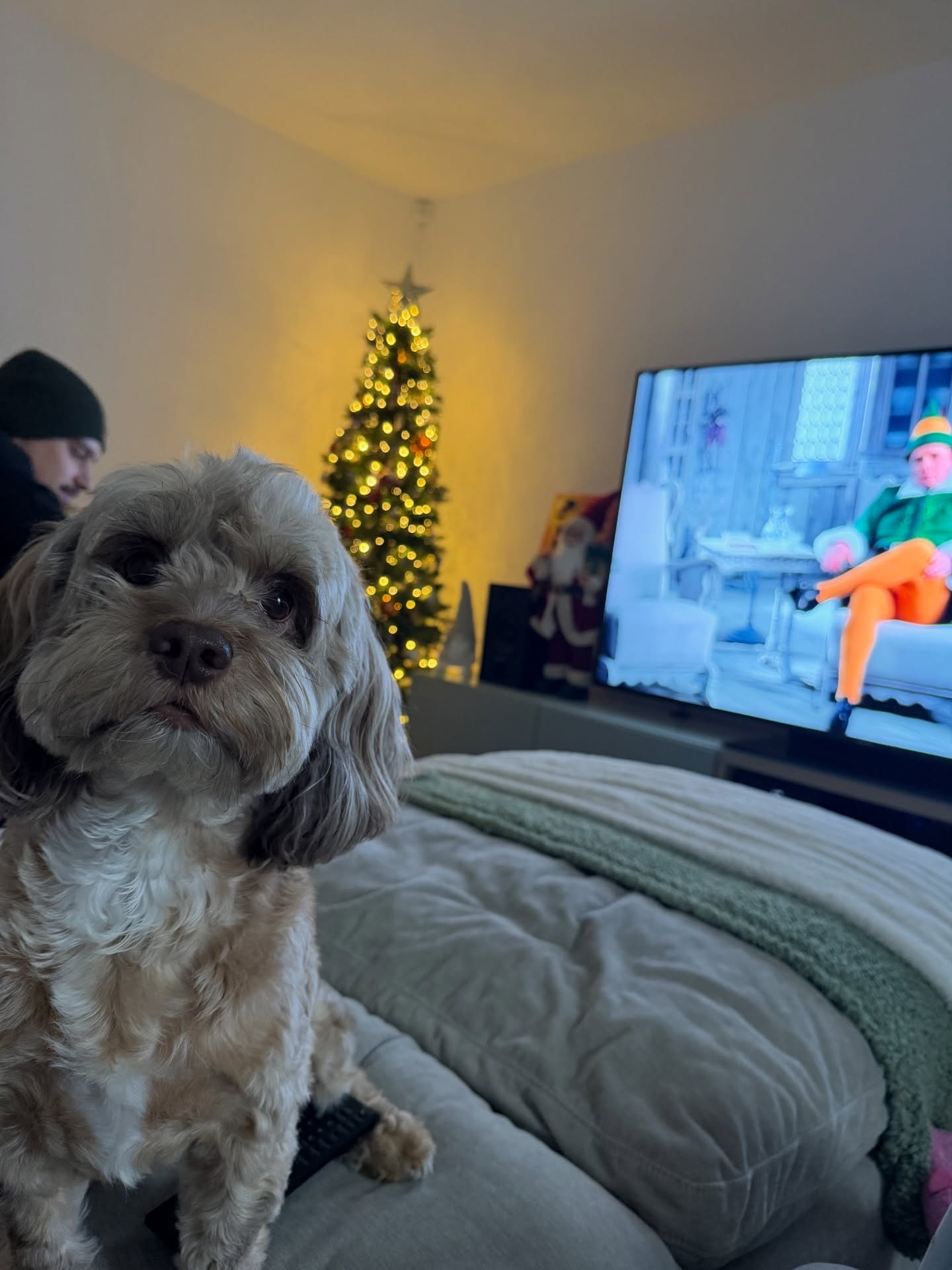 recents from the past few weeks 🫶🏼🥰
you know you’re getting old when you have zero pictures of yourself from the past month 🤣
excited for a busy and festive december 🎄❤️
🌟complimentary colour + extensions consultations are available this week! consultations are required for new clients 48 hours prior to colour appointment🌟
based 📍- @gallagherandwashington 27 Dovedale Road, L18 5EP
📱enquiries - contact button + DM
📱book - link on profile
products used -
@lorealpro @lorealuki @loreal @lorealpro_education_uki @rosieoconnorprohair
@salonsdirect @sallyserskineliverpool
@beautylaunchpad
@hairdressersjournel
i don’t edit my pictures 📸
~
#hairbylucyansboro #studioluxe #studioluxeliverpool
#beautylaunchpad #hairdressersjournal #lorealcolourspecialist #liverpool #liverpoolhair #colourspecialist #blondespecialist #balayagespecialist #liverpoolhairspecialist #liverpoolbalayage