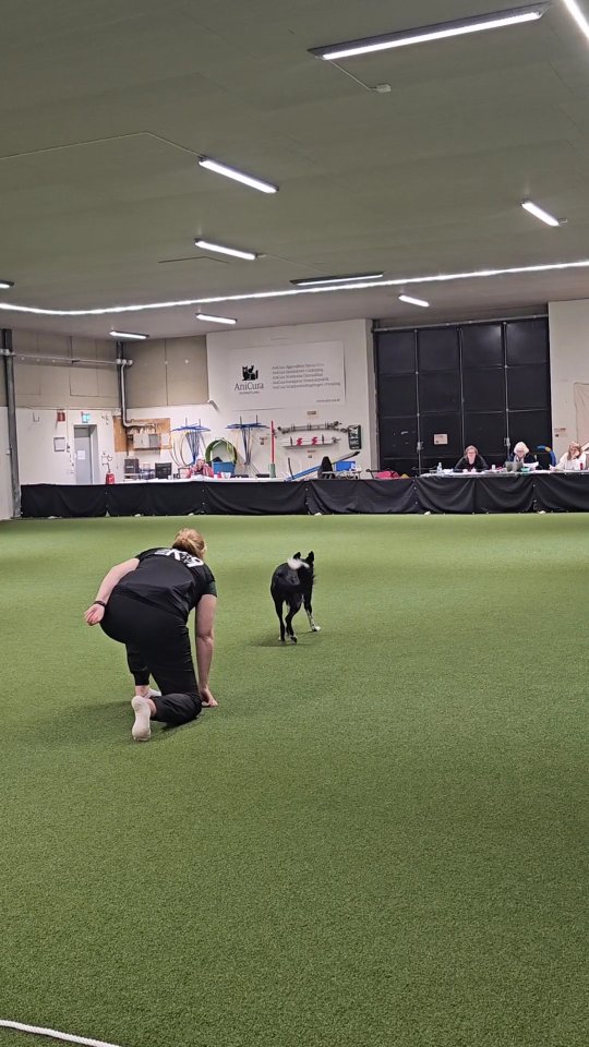 Some clips from Spud's improvised routine ❤️
#bordercollie #dogdancing #freestyledog #dogtricks #vinterängensspud