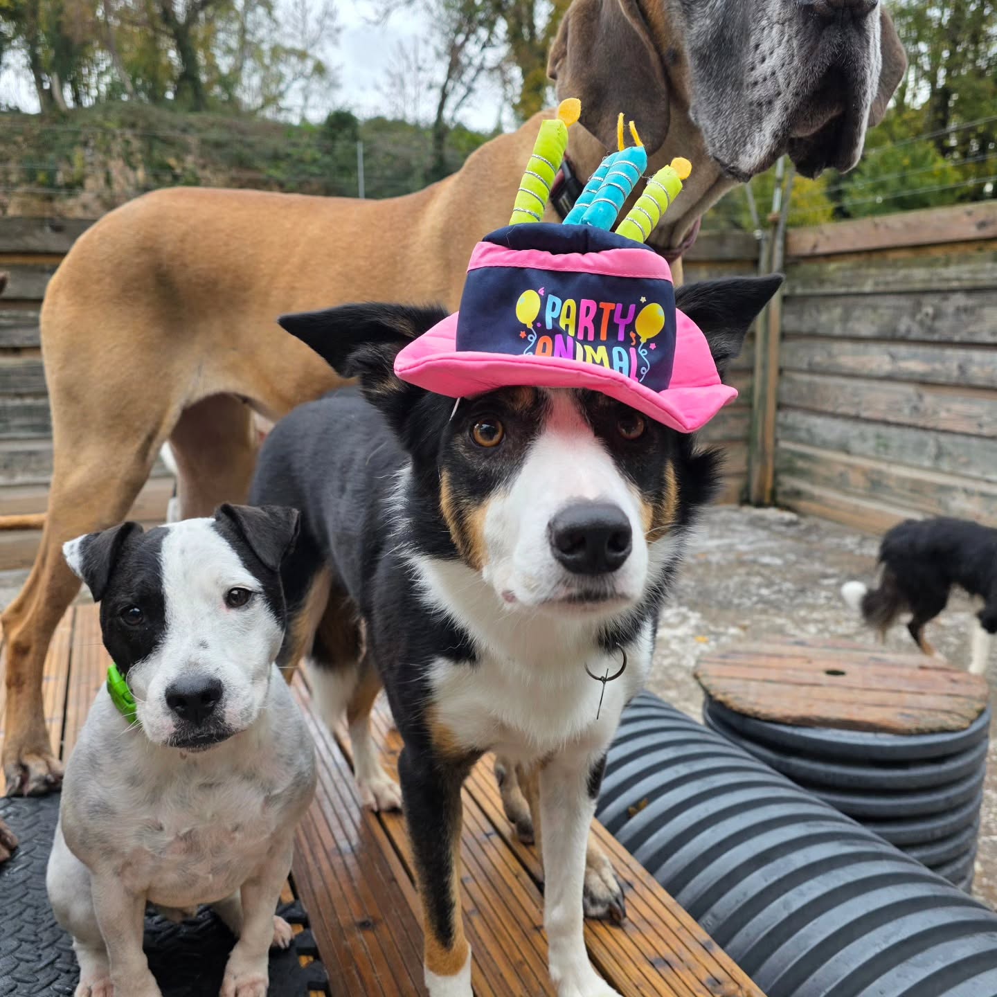 Happy Birthday Hugo, spending time with friends ❤️🐕