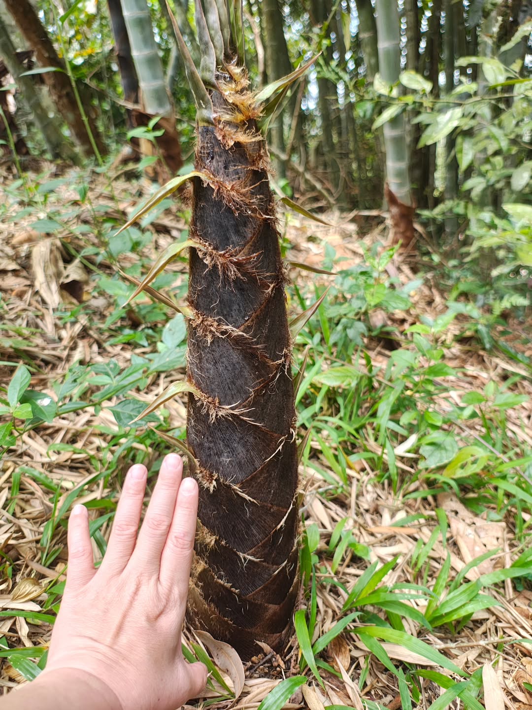 Começou a temporada de broto de bambú 🌿
Começando com uma espécie conhecida como bambú japonês: cresce muito rápido, tem uns pelinhos que machucam e qdo cozidos, não são muito amargos.
E é uma delícia mesmo!!
#bambu #takenoko #brotodebambu