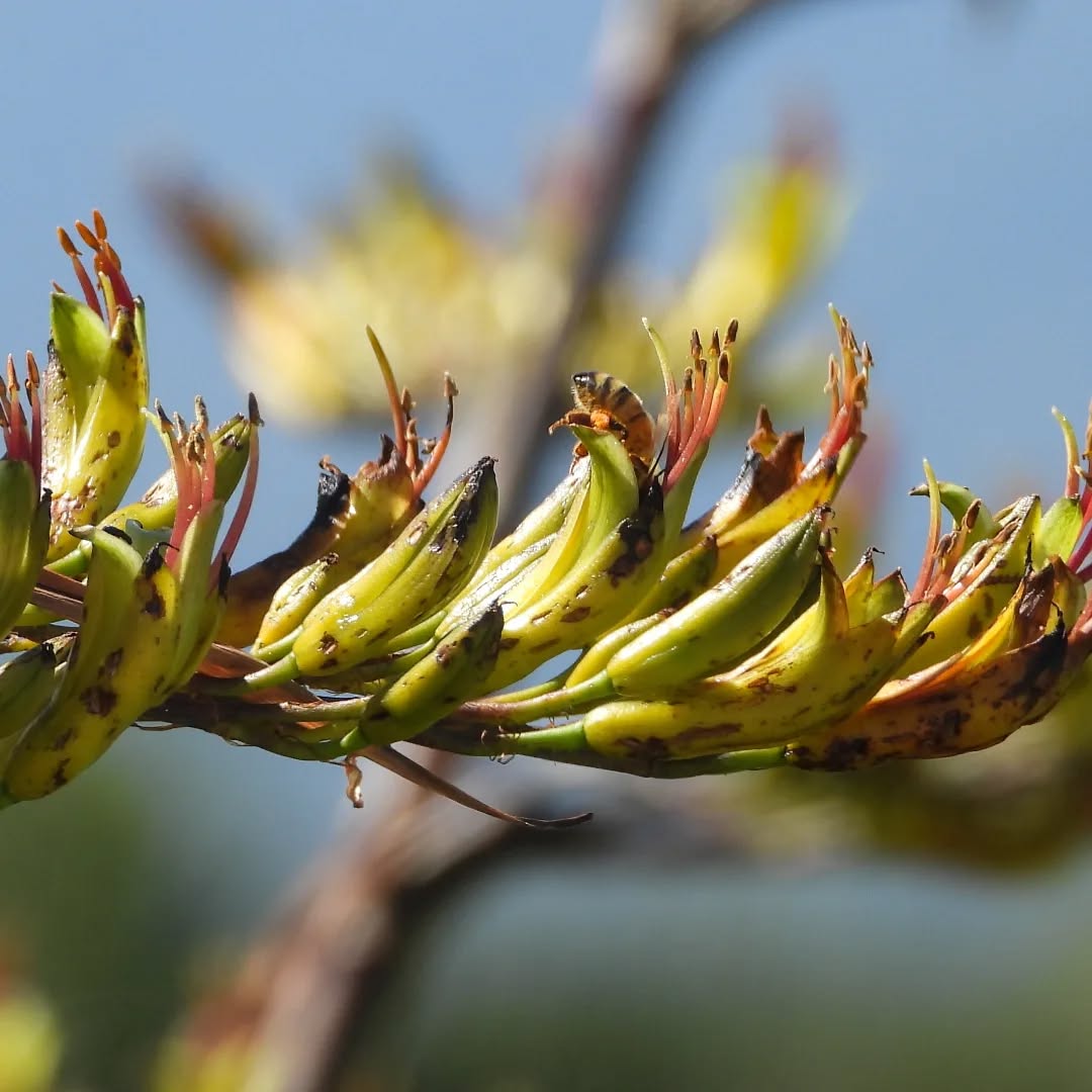 Honey bees in the flax! Summer is coming!
#karameabees #honeybees #Karamea #karameawild #newzealand #nzlife #nzwildlife #bugsnz #nzbeetles #nzbugs #wildnz #southisland #nzsouth #southislandnz #westcoastnz #nzwestcoast #tewaipounamu #paradise #umere #arapito #littlewanganui #wildsouth #kohaihai #oparara #birdshots #birdphotos #wildlifenz #Aotearoa #nzfauna #nzflora