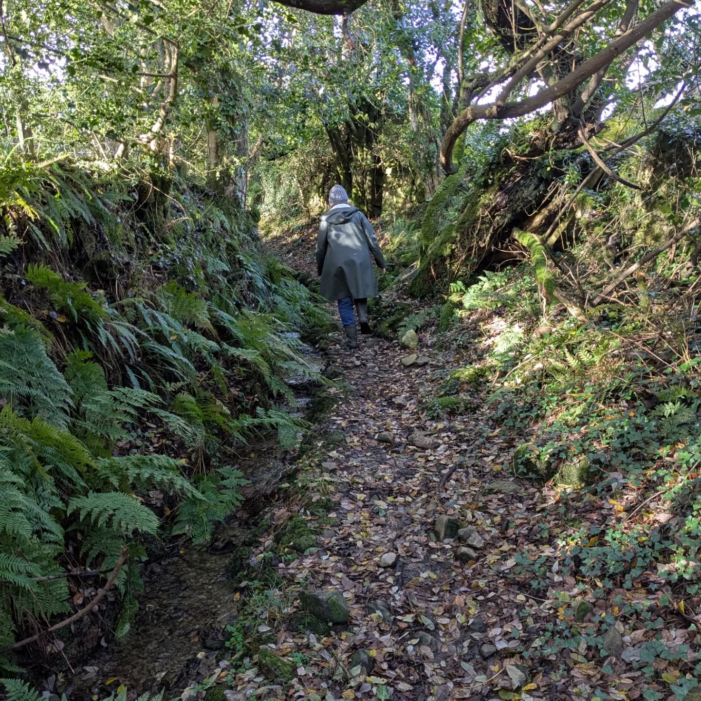 We wandered up Carningli today from home. Happy Birthday to you Annie xxxx
1. a really ancient way 2. I can't see my house from here 3. the only way is up 4 more lichen than rock 5. happy birthday Annie 6. & 7. George's stone 8. & 9. the top of the world, well my world...
#carningli
#notabadplacetolive
@anniepantryfields