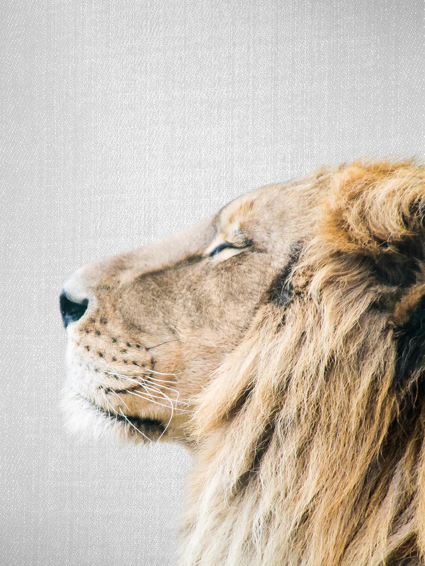 Strength in stillness. 🦁✨
Our Lion Portrait brings quiet power and calm confidence into any space. A daily reminder to stand tall, breathe deep, and move forward with courage.