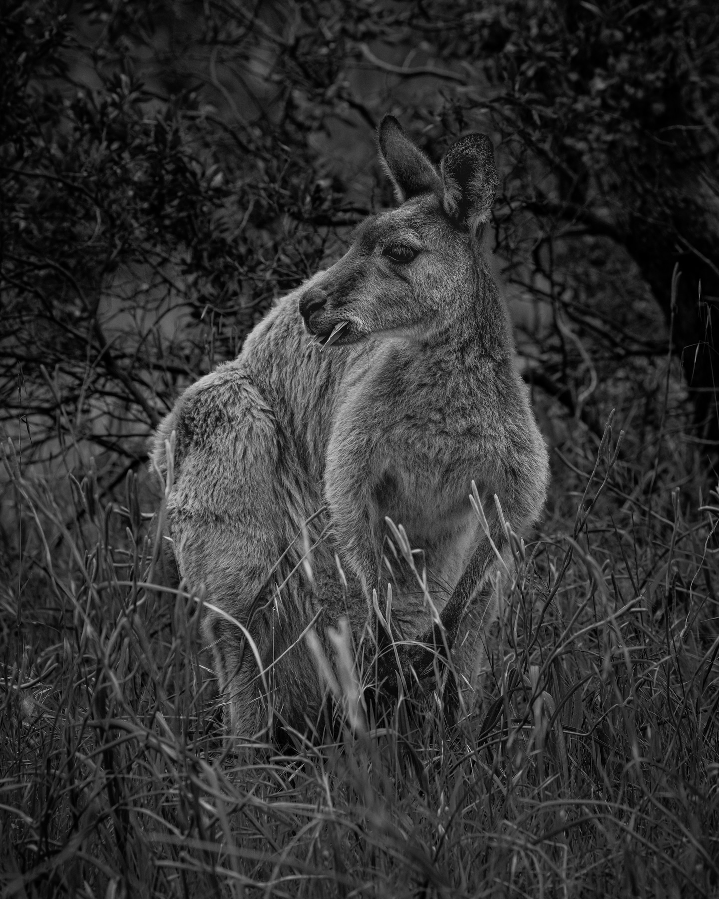 Roo-minating on life and feeling hop-timistic..
#ausgeo #kangaroos #kangaroosofinstagram
#wildlife #naturephotography #australia #australianwildlife