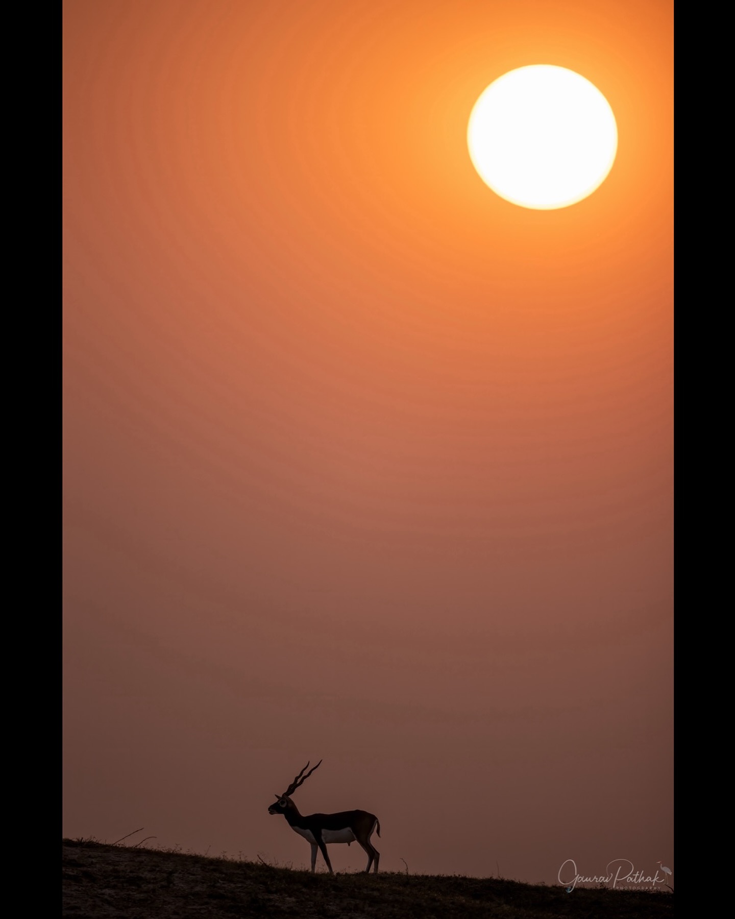 At Tal Chhapar Wildlife Sanctuary, Rajasthan, a lone blackbuck walks the ridge as the desert sun sinks—spiralled horns carved in silhouette against a molten sky. A quiet minute where the Thar exhales and the light fades.
.
#TalChhapar #Blackbuck #Rajasthan #WildIndia #Sunrise #Silhouette #wildlifephotography #canonasia #canonrf600mmf4 #rajasthantourism @rajasthan_tourism @rajasthanforestdepartment #naturephotography