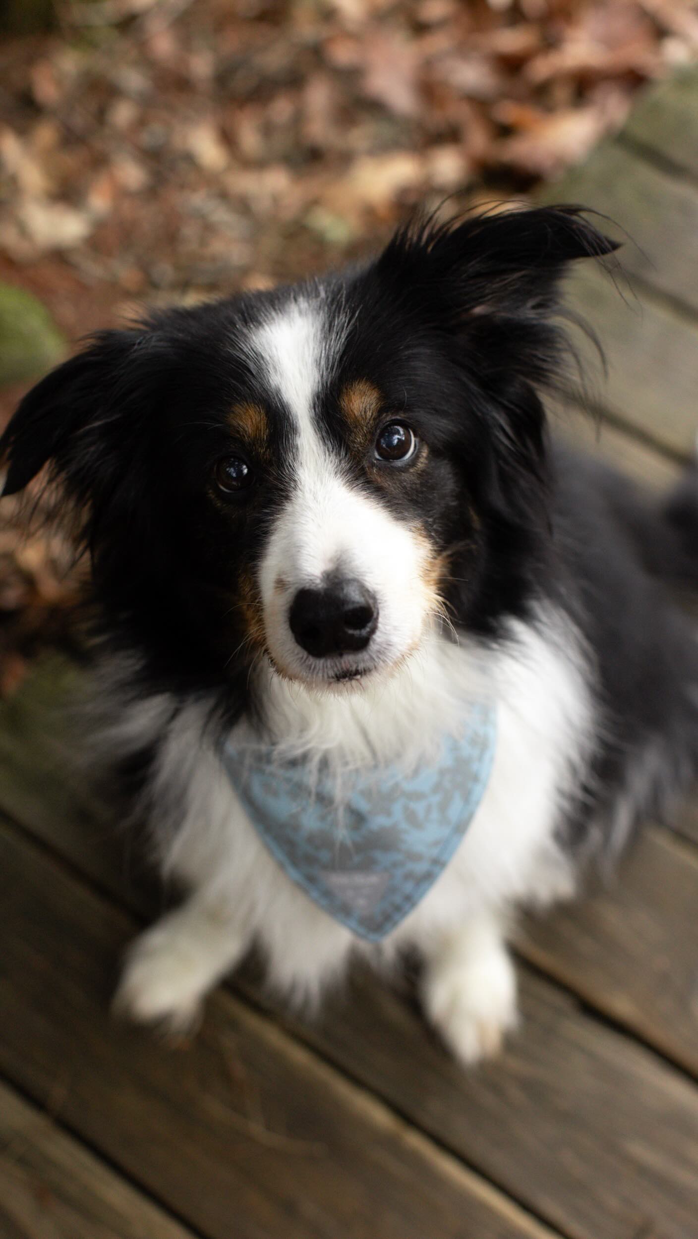 Never gets old
#stickseason #fallinvermont #canadageese #birding