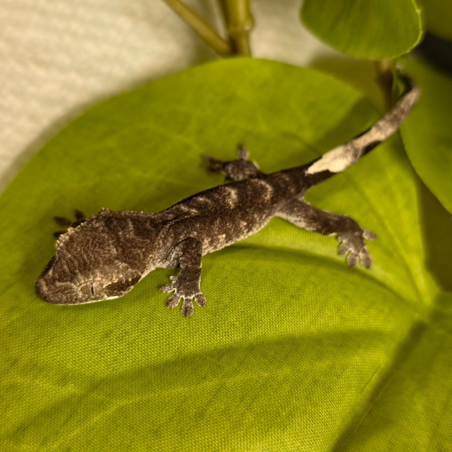 They just get better and better 🔥😍
#crestedgeckosofinstagram #crestedgeckos #crestedgecko #gecko #geckos #reptilelover #reptiles #reptilesofinstagram #axanthiccrestedgecko #axanthic #stunner #newcaledoniagecko