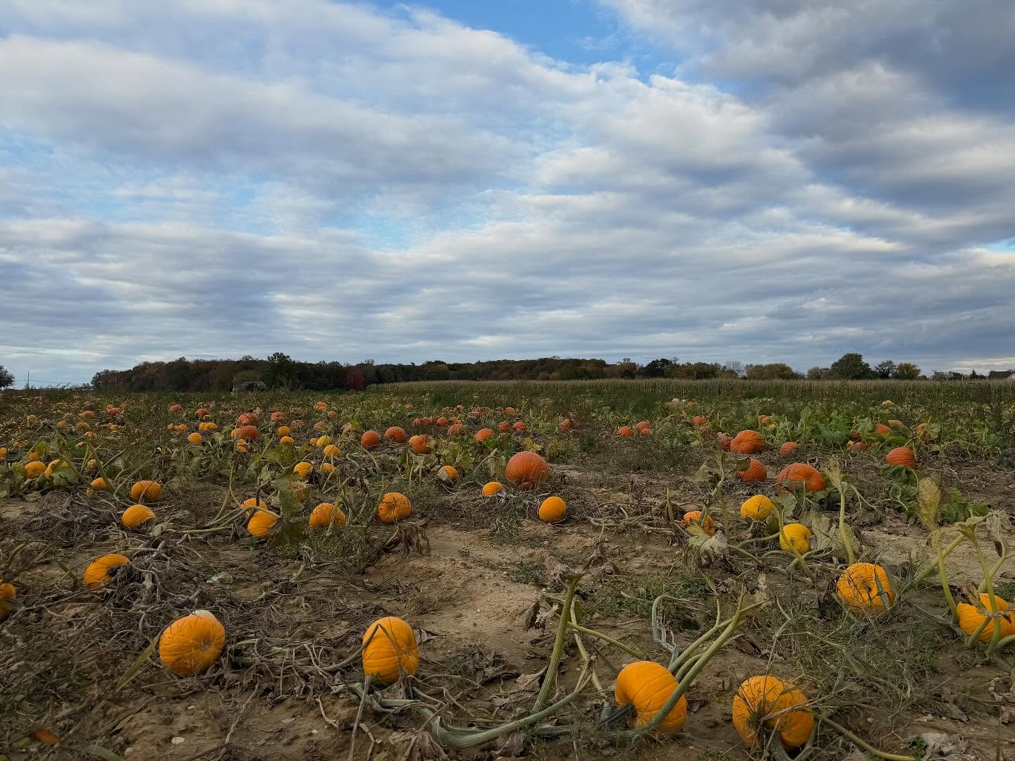 🎃 Last day to visit! Pick pumpkins, meet the animals, enjoy a hayride, explore the corn maze, and snap some great photos! 🍁
#LastDay #LastChance #DontMissOut #PickYourOwn #DogFriendly #MonroeTownship #PumpkinPatch #Pumpkins #PumpkinFarm #PumpkinPicking #NewJersey #RedWagonFarm #RedWagonFarmNJ #MiddlesexCounty #NJFun #NJPumpkinPicking #NJPumpkinPatch #NJFamily #FallFun #FarmLife #FallVibes #AutumnAesthetic #FallSeason #PumpkinSeason #OctoberVibes #HelloFall #FallFeels #AutumnVibes #FYP