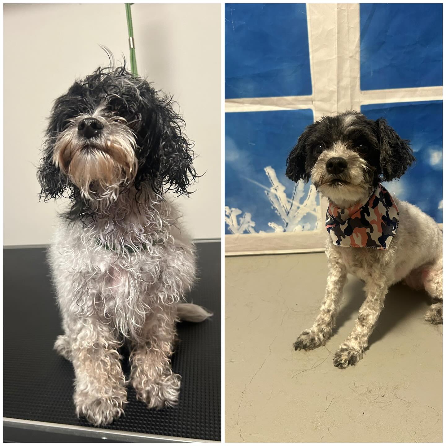 Weekend is full of puppy snuggles ! #doggroomer #threehillsalberta