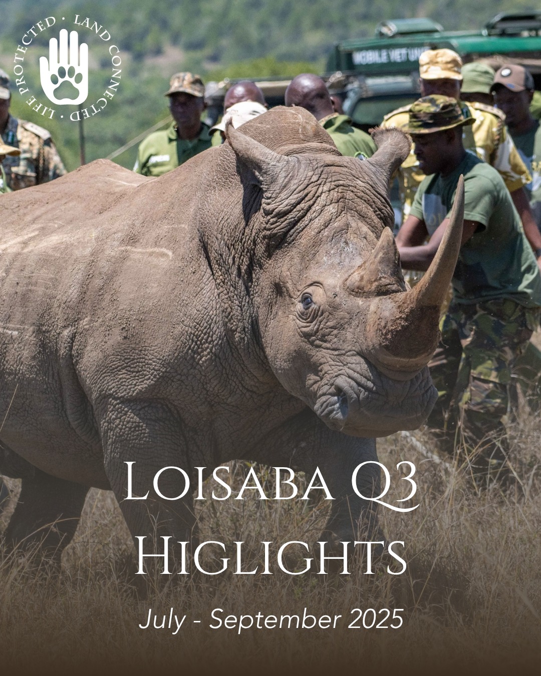 Loisaba Q3 Highlights | July–September 2025
We’re excited to share our latest update from Loisaba!
This quarter, our expanding rhino population took centre stage — with new births, the arrival of ten southern white rhinos, and the launch of our “Name a Rhino” programme.
Across the Conservancy, our teams continued vital work:
🦏 Strengthening rhino protection and monitoring
🐆 Collaring leopards and lions with KWS and SDZWA
🐘 Advancing elephant coexistence and community-led safety programmes
🌾 Rangeland restoration and Opuntia control
🤝 Expanding community partnerships, education, and health outreach
Every step forward reflects collaboration, care, and a shared commitment to protecting this landscape and all who depend on it.
To keep up with future updates, subscribe to our newsletter at www.loisaba.com
#LoisabaConservancy #ConservationInAction #RhinoRecovery #CommunityConservation #Laikipia #WildlifeKenya #Elephants #Lions #Rhinos #Coexistence #RangelandRestoration