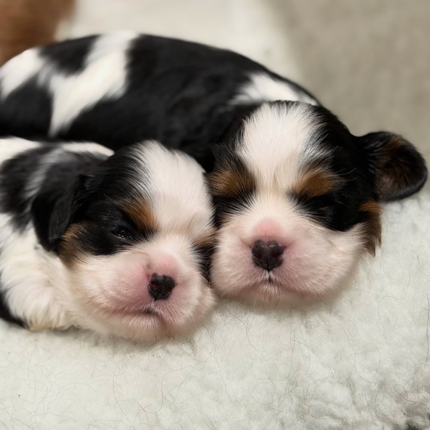 Is there anything cuter than a cavalier puppy snuggle? 🥰 🥰
