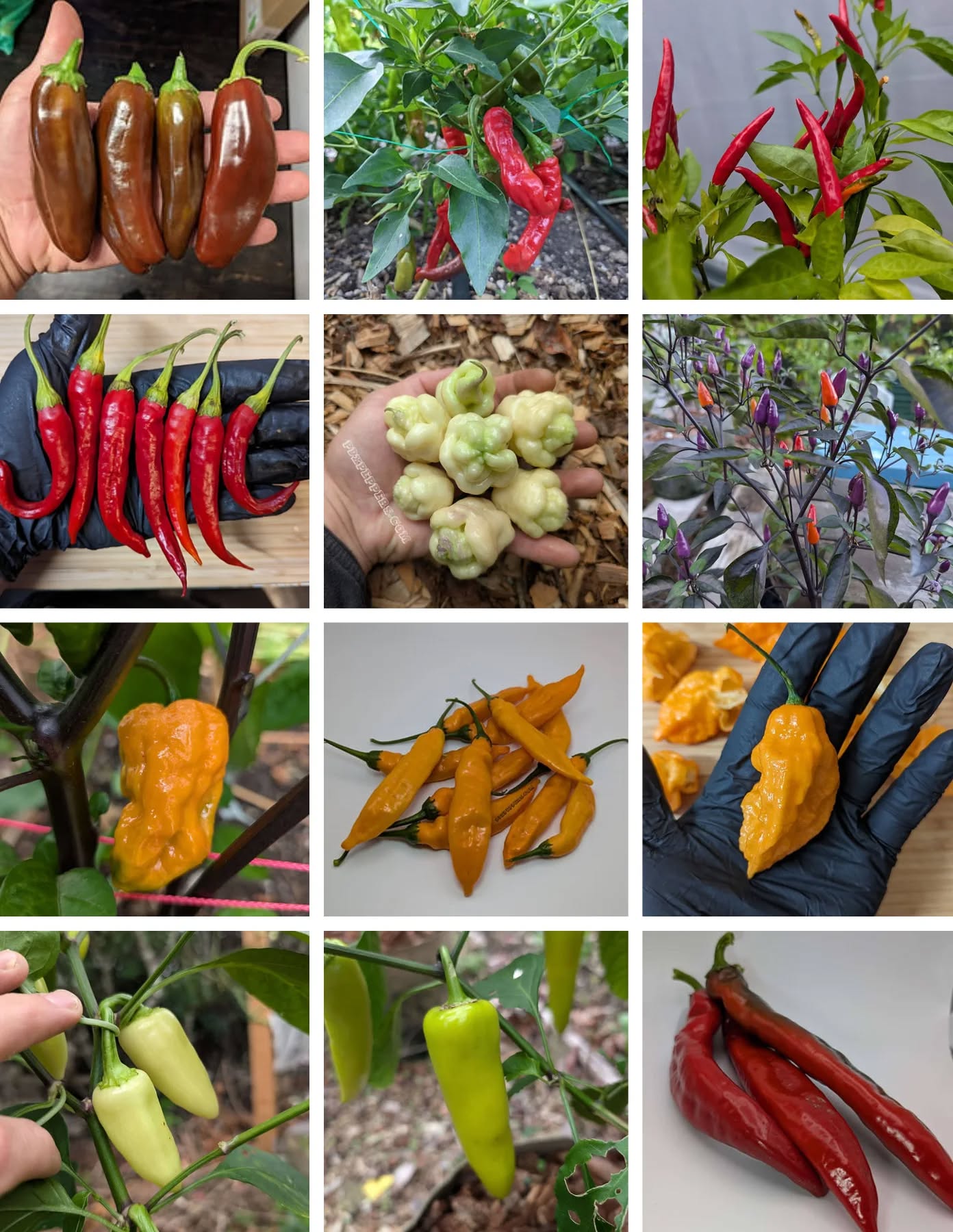 Find a wide variety of seeds from @pdxpeppers !!!
•
•
•
#PepperBusiness #HotSauce #FermentedHotSauce #FreshPeppers #PortlandOregon #StJohnsFarmersMarket #PDXPeppers #ChiliPeppers #Pepperseeds #ThePepperNursery #ArtisanHotSauce #FreshLocalPeppers #PortlandPeppers #PDXFoodies #PDXFarmersMarket #SuperHotPeppers #PepperFarm #FermentedPeppers #SpicyFoodLovers #PDXart #LocalHotSauce #PepperGrower #PortlandFarmersMarket #ChiliHeads #FarmersMarketFinds #PortlandHotsauce