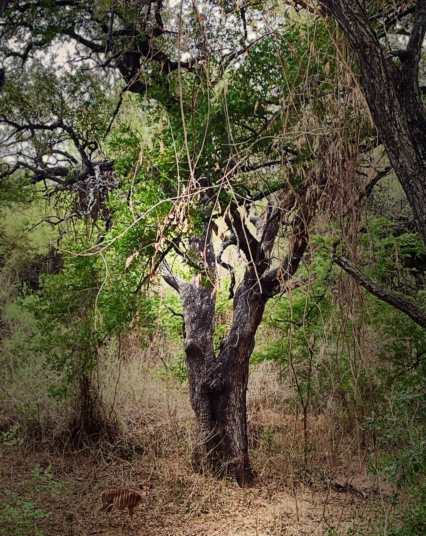 🌳 Many magnificent trees watch over our home.
Wise elders, space holders and beautiful guardians of the land.
I’m truly blessed to be in their presence.
🌳 Grandfather Leadwood - always watching, quietly guiding
🌳 Mama Maroela - holding everyone in her nurturing embrace
🌳 Auntie Jackalberry - playful and comforting, a favourite nursery for all the little creatures
🌳🌳🌳
#secretlifeoftrees #shaman #soulmedicine #naturetherapy🌿🍀☘️ #rewilding #naturespirit #healing