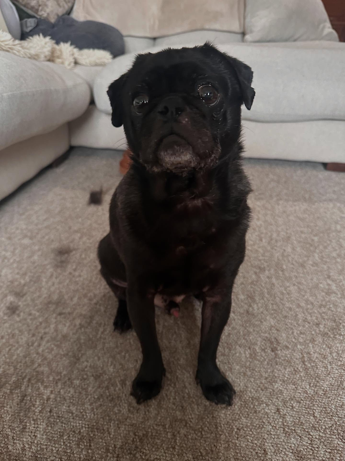 Meet Colin 🐾
This lovely boy was referred by Southern Counties Vet Specialists (@scvet_specialists ) to help get back on track after spinal injury.
Colin and his parents have been doing a great job with his home recovery plan and in today’s session Colin was significantly more comfortable.
After a nice massage and laser treatment, Colin tackled some new exercises to help build up his strength, balance and mobility. With the help of some tasty treats, he did really well. Well done Colin! ✨