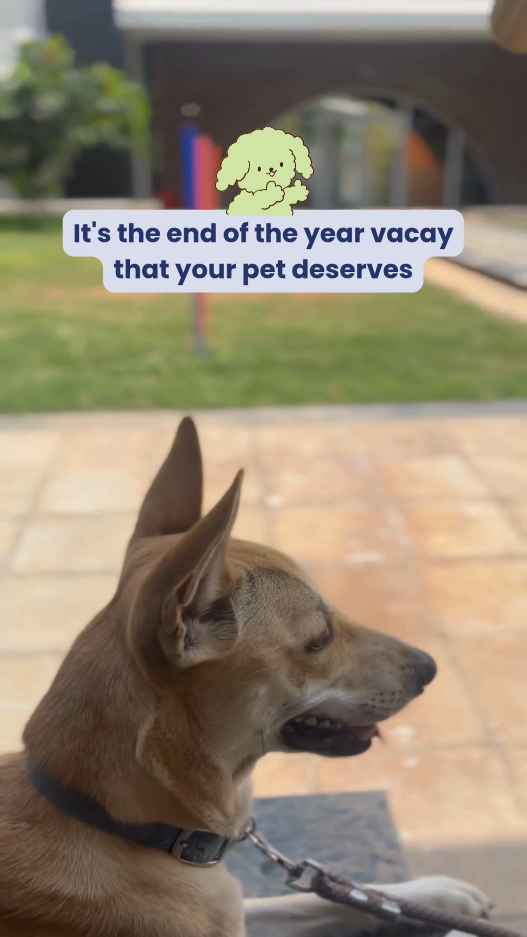 End the year on a pawsitive note! 🐾 Give your furry friend the vacation they truly deserve at Cessna Pet Retreat — play, naps, love & care, all in one place. 💚
📞 Book now: Call 761 963 4627
#cessnalifelineveterinaryhospital #cessnalifeline #20yearsofcessnalifeline #cessnapetretreat #petboarding #petvacation #dogsofbangalore #petparents