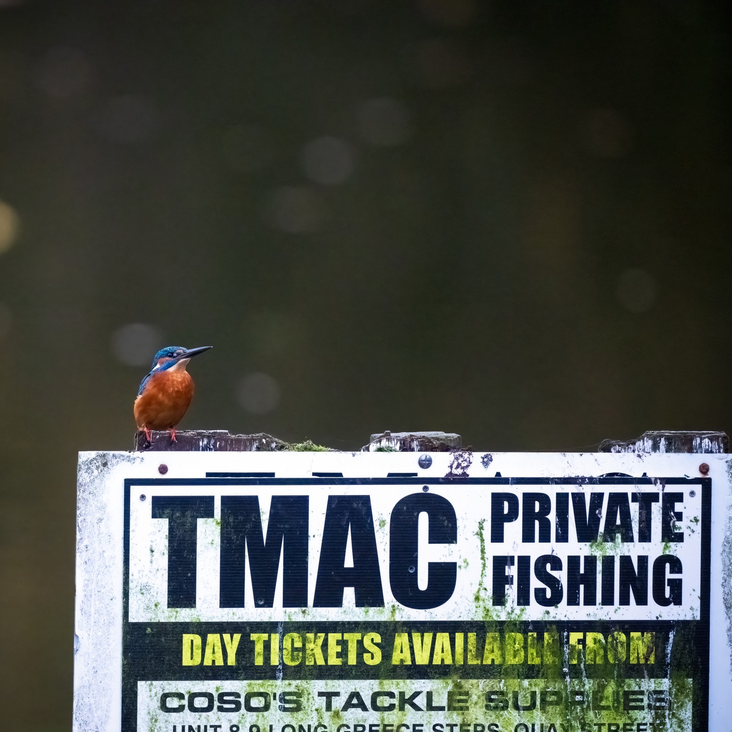 Blatant rebel.... #birdsofinstagram #wildbirds #wildbirdphotography #kingfisher #naturephotography #yorkshire #scarborough