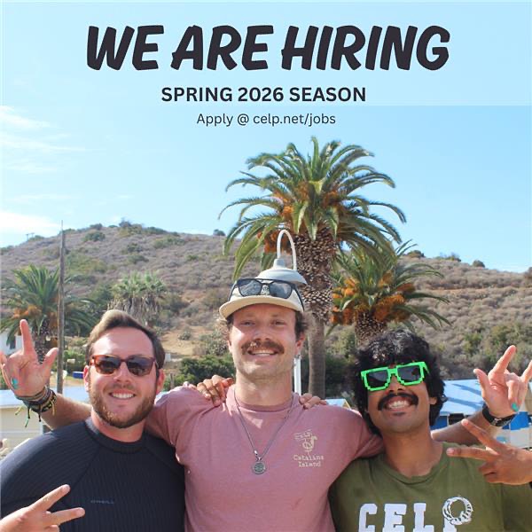 Instructor applications for Spring 2026 (February-May) are now open! Apply at celp.net/jobs or use the link in our bio!