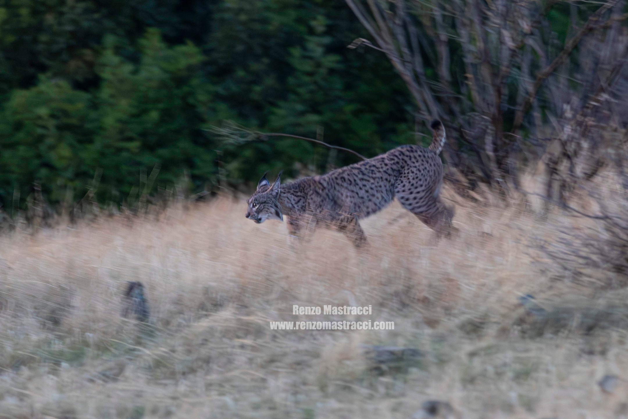 🇬🇧 For three days, we had the pleasure of accompanying Renzo, who traveled from Italy to take part in a custom-designed tour focused on observing and photographing the Iberian lynx in Sierra Morena. 🐆📸
For him, the lynx was an emblematic animal, and seeing it in the wild was a deeply meaningful experience.
Dedication, patience, and a true connection with nature rewarded us with unforgettable moments—and with these magnificent images that he now shares with us.
Thank you for trusting our team, Renzo.
www.lyncisecoturismo.com
lyncisecoturismo@gmail.com
(+34) 603 90 74 35
🇪🇸 Durante tres jornadas hemos tenido el placer de acompañar a Renzo, que se desplazó desde Italia para realizar un tour diseñado especialmente para la observación y fotografía del lince ibérico en Sierra Morena. 🐆📸
Para él, el lince era un animal emblemático, y poder contemplarlo en libertad fue una experiencia profundamente significativa.
La dedicación, la paciencia y la conexión con la naturaleza dieron sus frutos en forma de momentos inolvidables… y en estas magníficas imágenes que hoy comparte con nosotros.
Gracias por confiar en nuestro equipo, Renzo.
🇮🇹 Per tre giornate abbiamo avuto il piacere di accompagnare Renzo, arrivato dall’Italia per partecipare a un tour progettato appositamente per l’osservazione e la fotografia della lince iberica nella Sierra Morena. 🐆📸
Per lui, la lince era un animale emblematico, e poterla osservare in libertà è stata un’esperienza profondamente significativa.
La dedizione, la pazienza e la connessione con la natura hanno dato i loro frutti sotto forma di momenti indimenticabili… e di queste magnifiche immagini che oggi condivide con noi.
Grazie per la fiducia, Renzo.