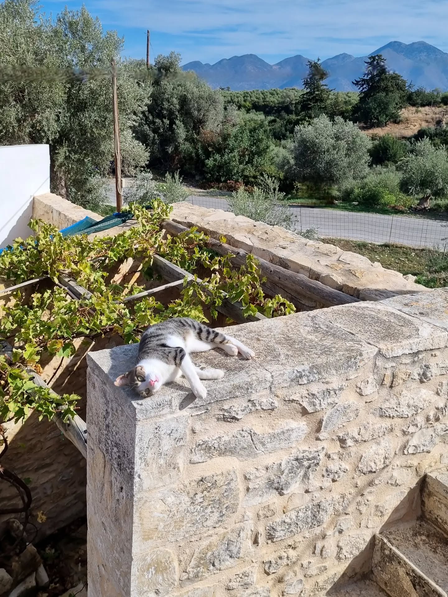 🐈 on the roof