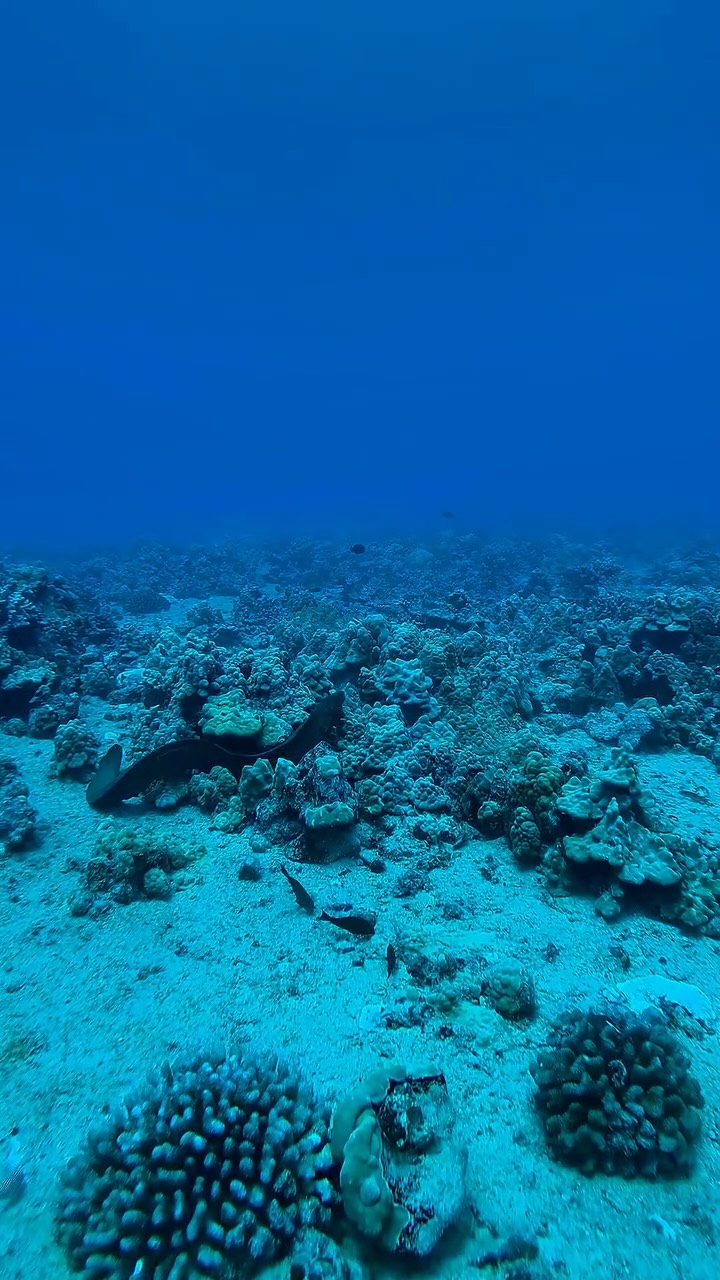 Life worth exploring 💕😍
Did you know?
Green sea turtles can hold their breath for up to 5 hours while resting underwater, thanks to their ability to slow their heart rate to just one beat every nine minutes!
#snorkelhawaii #waikikiwonders #explorewithus #oceanmagic #hawaiianparadise #underwaterbeauty #oahuadventure #dreamdive #thingstodo #honolulu #waikiki #hawaii #snorkeltour #oceanadventures #oceanactivities #snorkelingtips #snorkeling #honolulusnorkelcompany