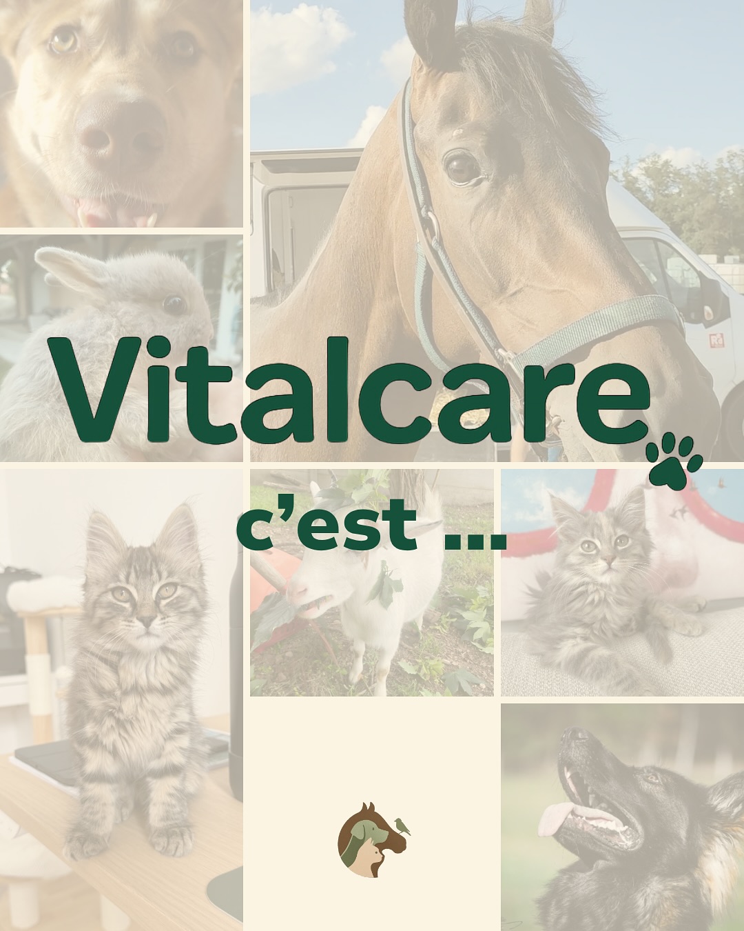 Envie de mieux connaître Vitalcare ? On vous explique tout 🐾
By @mathildemay_com
#madeinfrance #animaux #bienetreanimal #petlovers #produitbienêtre
