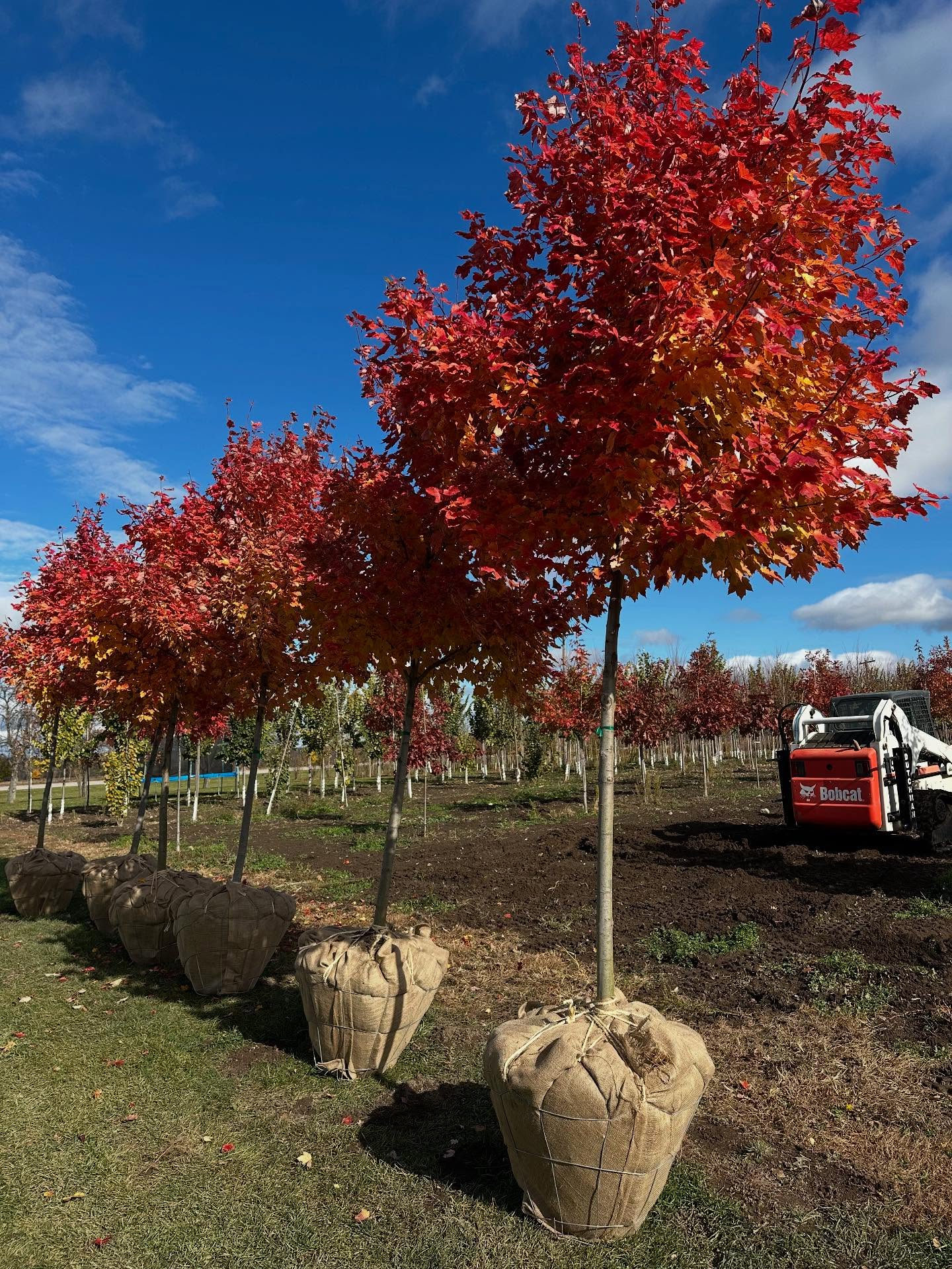 ~October Glory Maples ~Acer Rubrum 50mm dug and ready for shipment. Contact us for;
✅locally grown trees
✅high quality trees
✅speciality and native tree species
.
.
.
#octoberglorymaples #acerrubrumoctoberglory #floraefarms #wholesaletrees #localnursery #falltreecolours #mapletrees