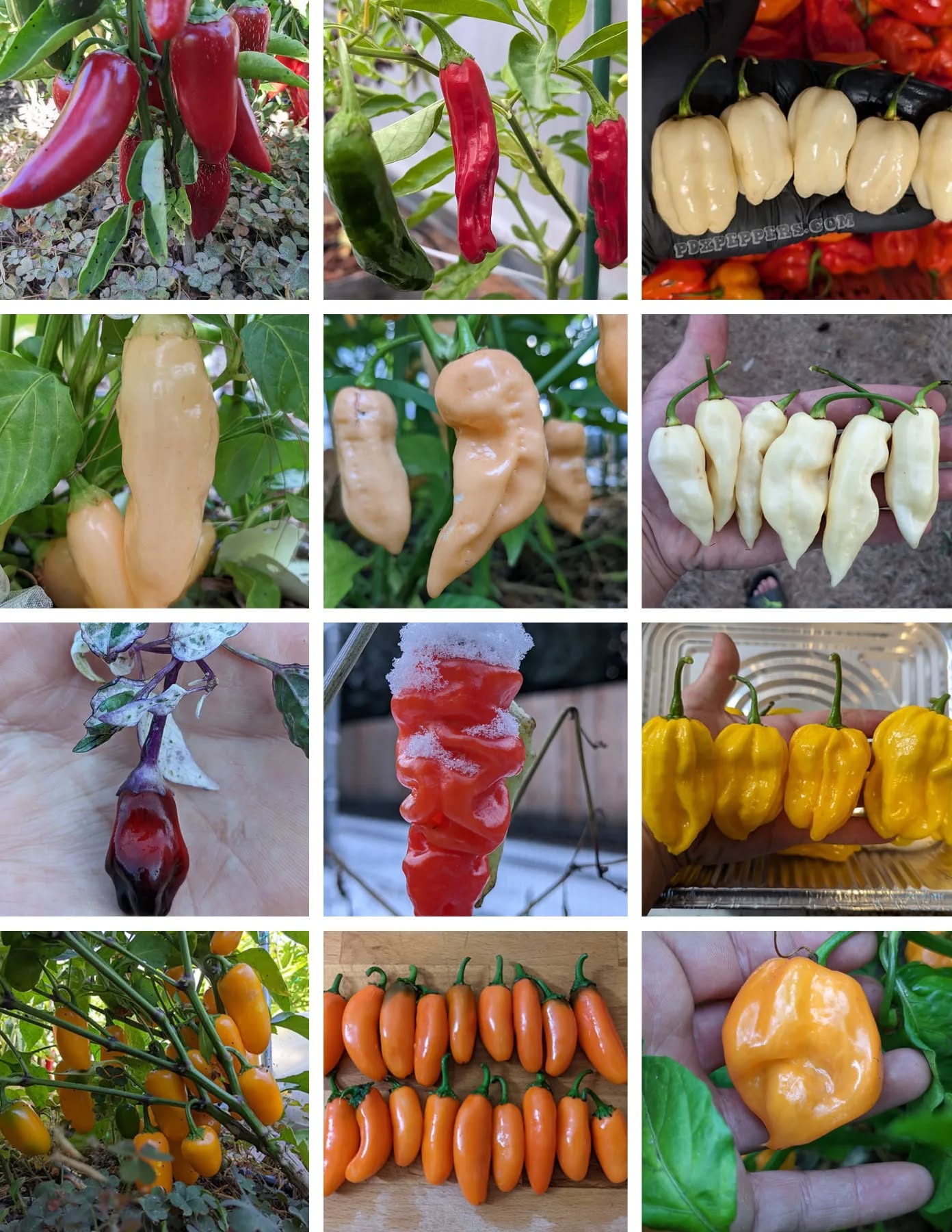 Find a wide variety of seeds from @pdxpeppers !!!
•
•
•
#PepperBusiness #HotSauce #FermentedHotSauce #FreshPeppers #PortlandOregon #StJohnsFarmersMarket #PDXPeppers #ChiliPeppers #Pepperseeds #ThePepperNursery #ArtisanHotSauce #FreshLocalPeppers #PortlandPeppers #PDXFoodies #PDXFarmersMarket #SuperHotPeppers #PepperFarm #FermentedPeppers #SpicyFoodLovers #PDXart #LocalHotSauce #PepperGrower #PortlandFarmersMarket #ChiliHeads #FarmersMarketFinds #PortlandHotsauce