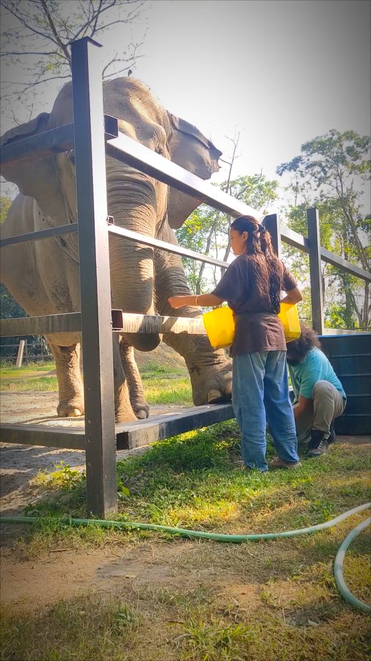🌟🇬🇧 Three champions in action!
Lhamo, after 5 years, is now completely comfortable with her foot care during medical training — a huge milestone in trust and welfare.
And hats off to David and Susan, the only two elephant trainers in Nepal (as far as we know!) working exclusively with positive reinforcement and operant conditioning. 👏
We hope they’re just the beginning of a long list! 💚🐘
🌟 🇫🇷 Trois champions en action !
Lhamo, après 5 ans, est désormais totalement à l’aise pendant les soins des pieds lors des séances de training médical — une belle réussite basée sur la confiance et le bien-être.
Et bravo à David et Susan, les deux seuls soigneurs / entraîneurs du Népal (à notre connaissance !) à travailler uniquement avec le renforcement positif et le conditionnement opérant. 👏
Nous espérons qu’ils seront les premiers d’une longue liste ! 💚🐘
#SoinDesÉléphants #RenforcementPositif #BienÊtreAnimal #StandUp4Elephants #TravailEnConfiance #FormationÉthique #ÉléphantsDuNépal
#ElephantCare #PositiveReinforcement #AnimalWelfare #StandUp4Elephants #Teamwork #EthicalTraining #NepalElephants
@fondationbrigittebardot @fondationlepalnature @abraham_foundation @theelephantinitiative @makigo_fondation @speciesconservationfund @nepalwwf @iucn_asesg @connie.needham @lerako @thcnepal @korrigansdesterresdenatae
