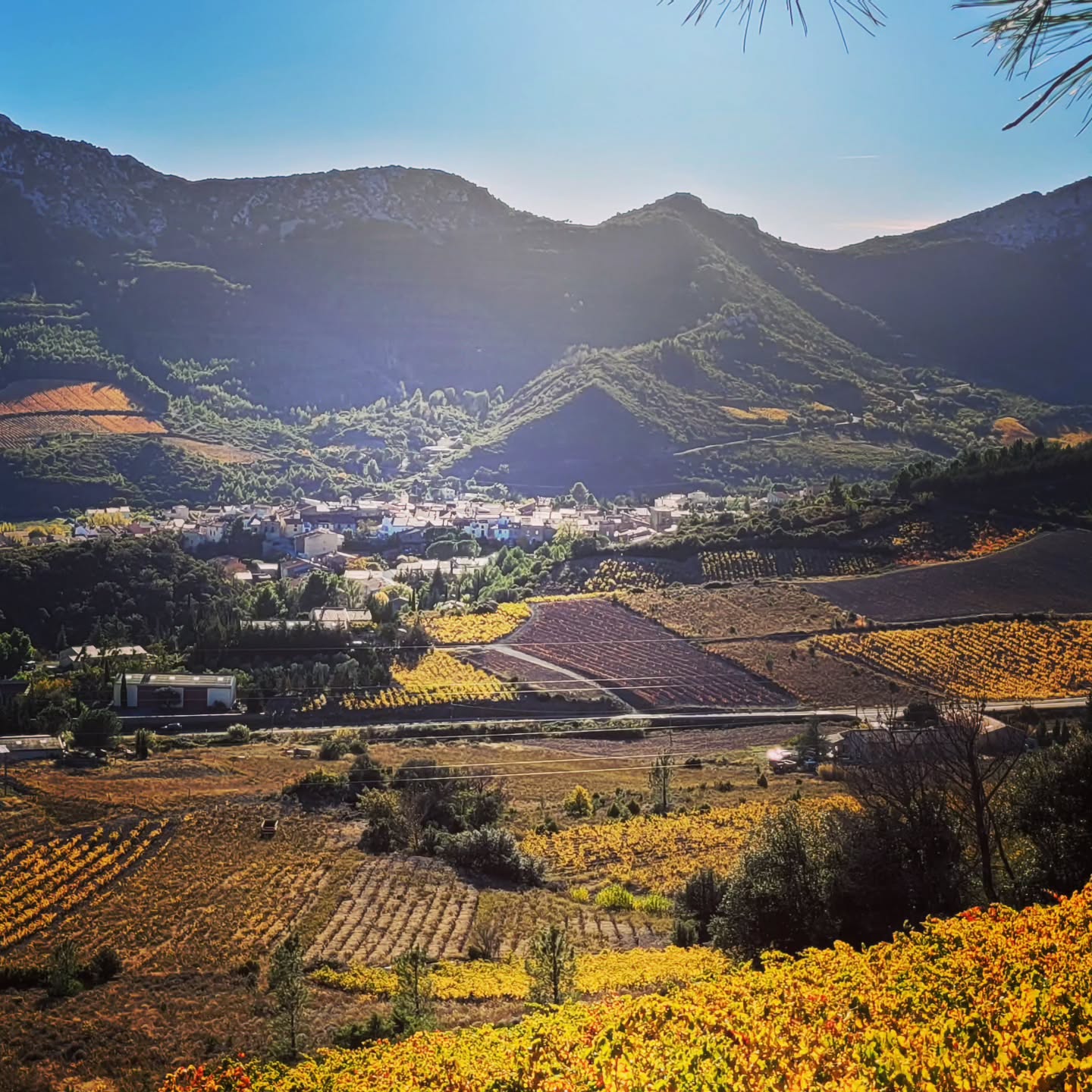 Retour de balade VTT sur les hauteurs de Maury!
#maury #domainelatoupie #vinsduroussillon #terroirwines #schistes