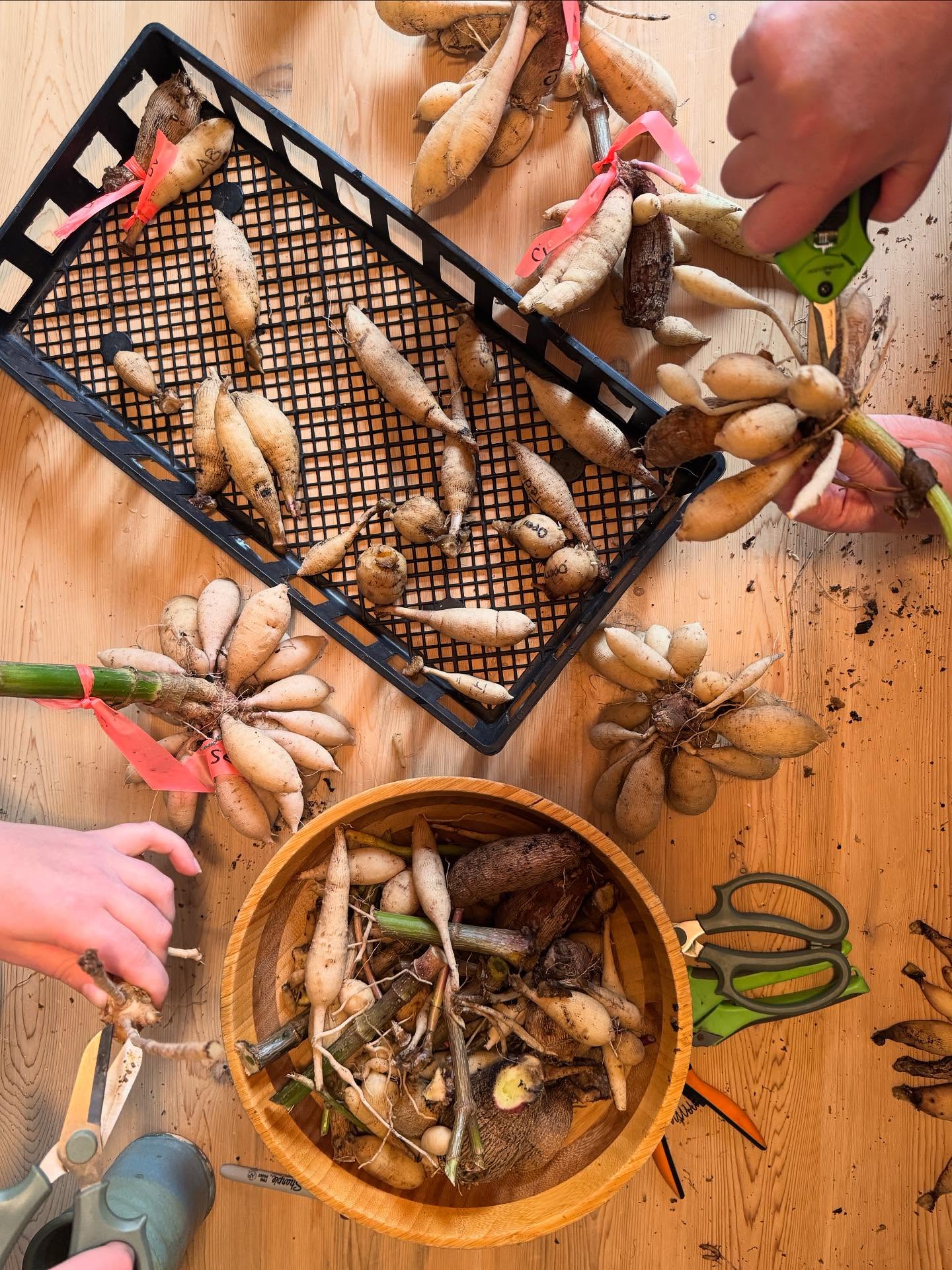 With the end of fall comes tuber splitting season!
Though it’s not our favourite part (by a long shot) it’s what we need to do to have beautiful flowers and tubers to share with you in the spring🌸