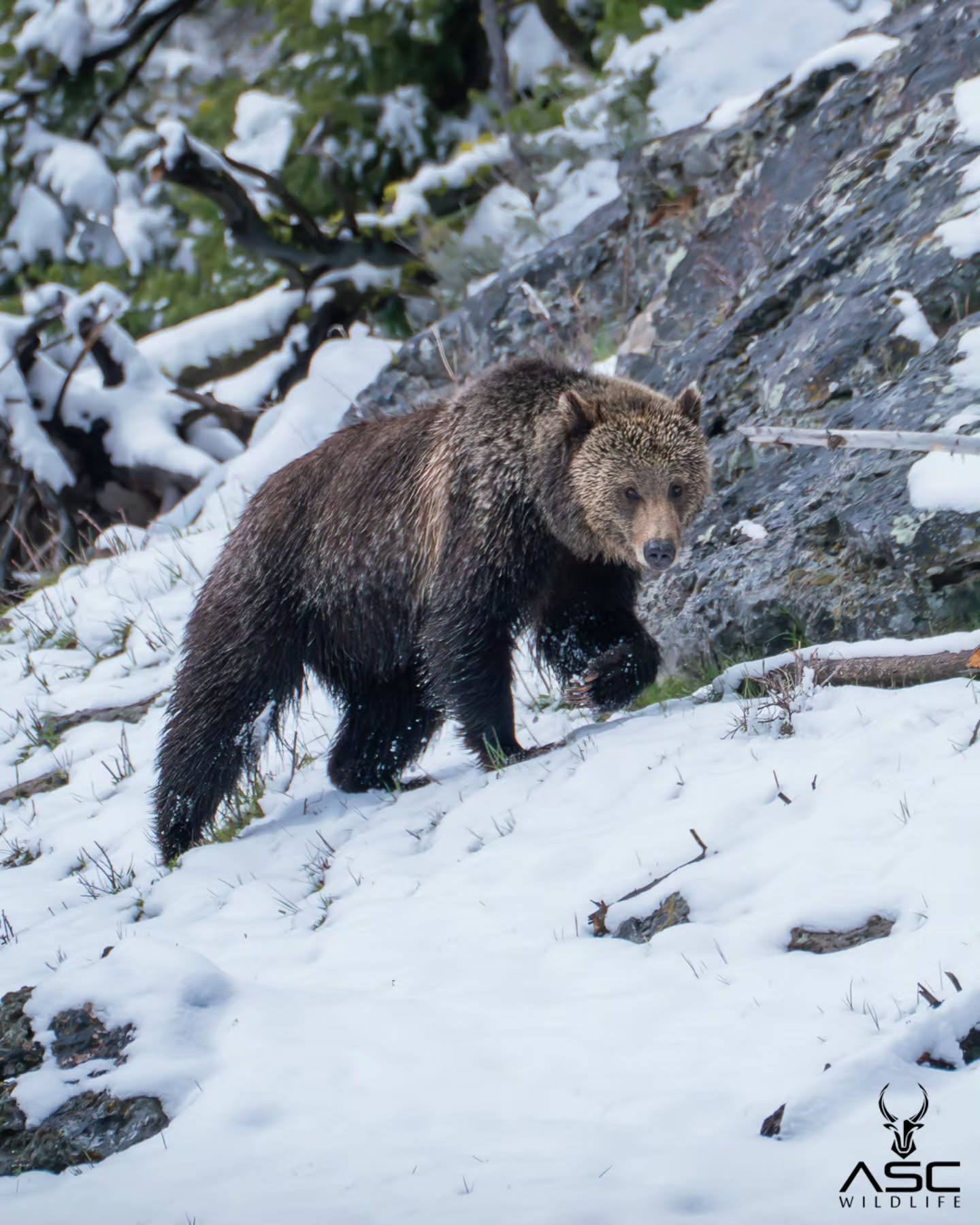 Grizzly bear (jam) in Yellowstone spring snow earlier this year. Can't wait to go back out to photograph bears again! Some of my favorite.
Photography by @ascwildlife
.
.
.
#bear #grizzlybear #yellowstone #jam #grizzly