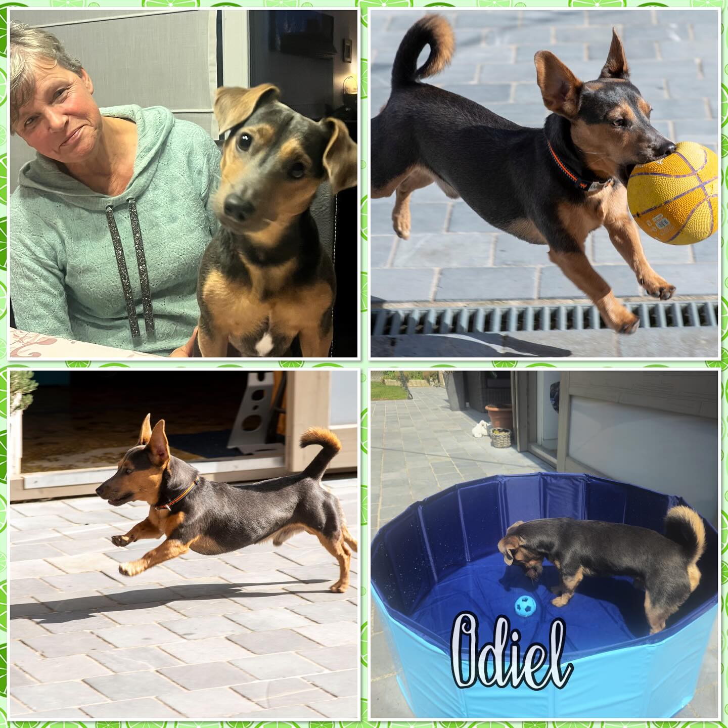 Kleine Odiel blafte, gromde en wou happen….
Deze knappe maar levendige Jack Russel van 2 jaar was in begeleiding omdat grommen en happen steeds erger werd. Ondertussen is Odiel rustiger geworden en weten de begeleiders goed wat ze moeten doen om zijn vroegere gedrag te voorkomen.
Doe zo verder! 🙌
We doen ons best en werken verder!
www.delie-dogtraining.be #jackrussellterriersofinstagram #jackrussell #jackrusselllovers #hondengedragstherapie #hondentraining #hondengedrag