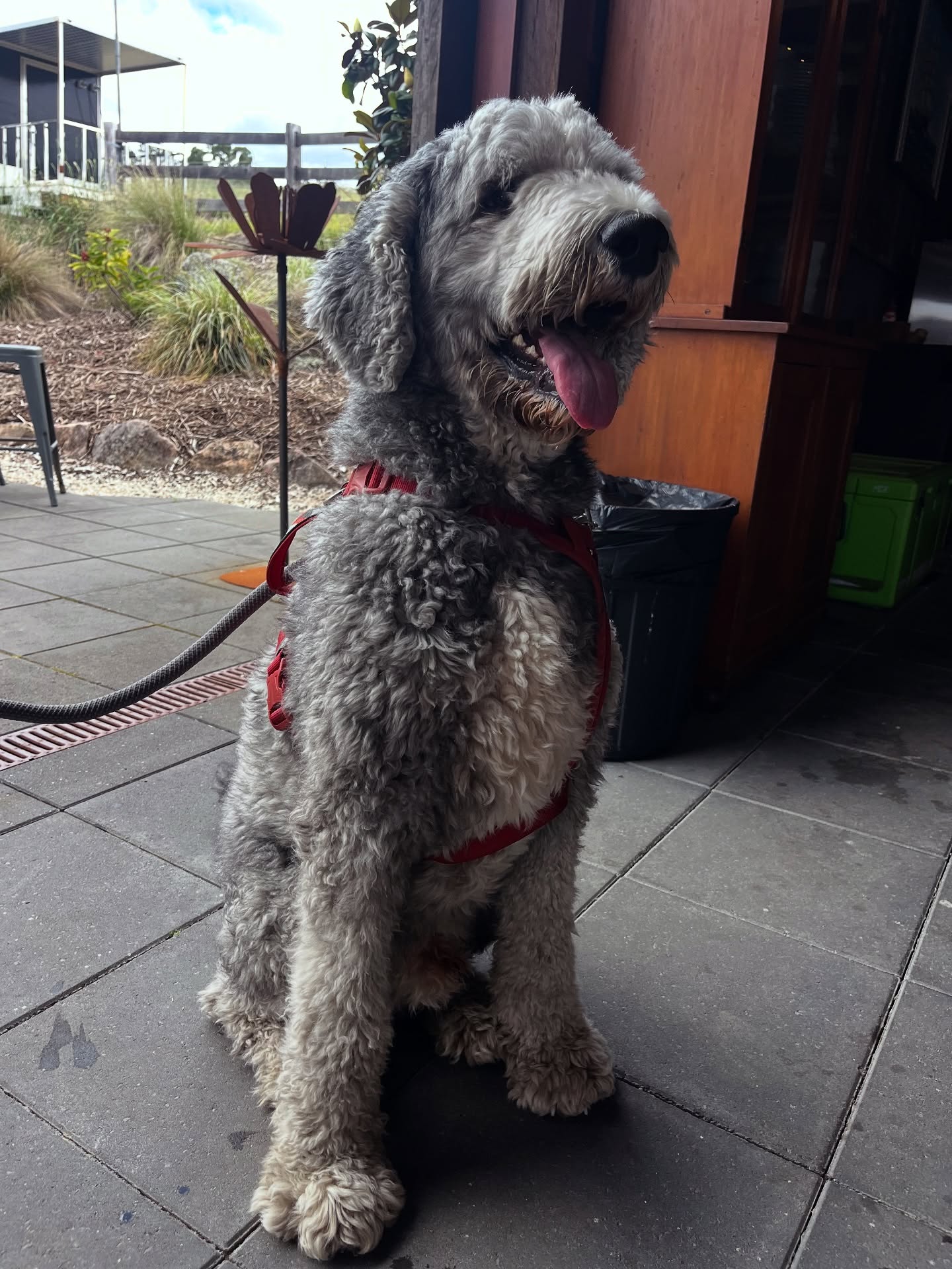 Meet Oliver- MCE Cellar Door Dog of the Day🐾 This fellow made himself quite at home whilst his owners enjoyed a wine tasting. #sheepadoodle #petfriendly #megalongvalley #megalongcreekestate #bluemountains #bluemountainsnsw #bluemountainswine