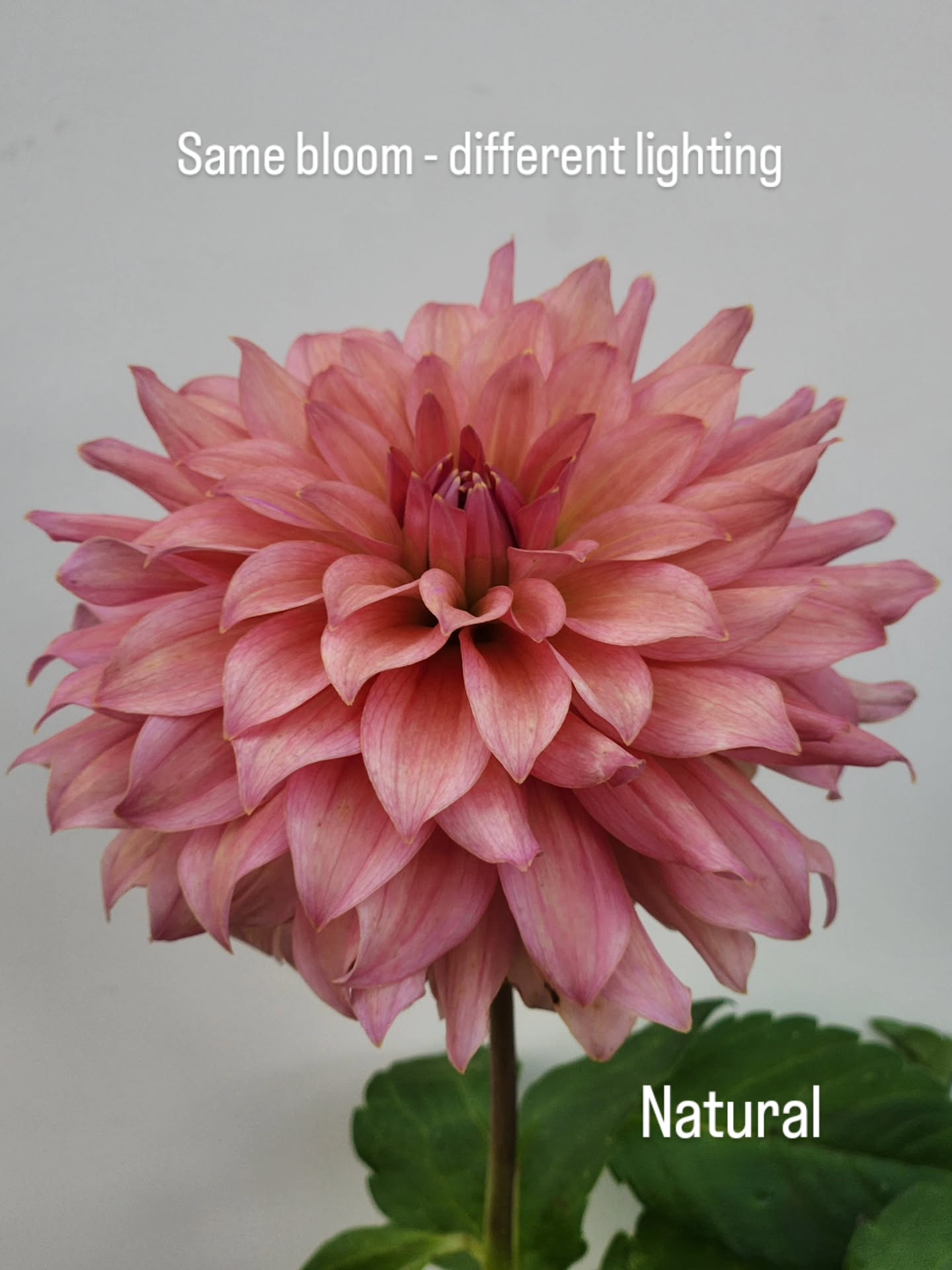 Swooning over another untamed seedling today.
I’ve been playing with different lighting, and honestly? I’m no photographer, but natural light still blows my mind.
We swore we’d take loads more photos for the website this year… and somehow the season ran away with us again. 🫣