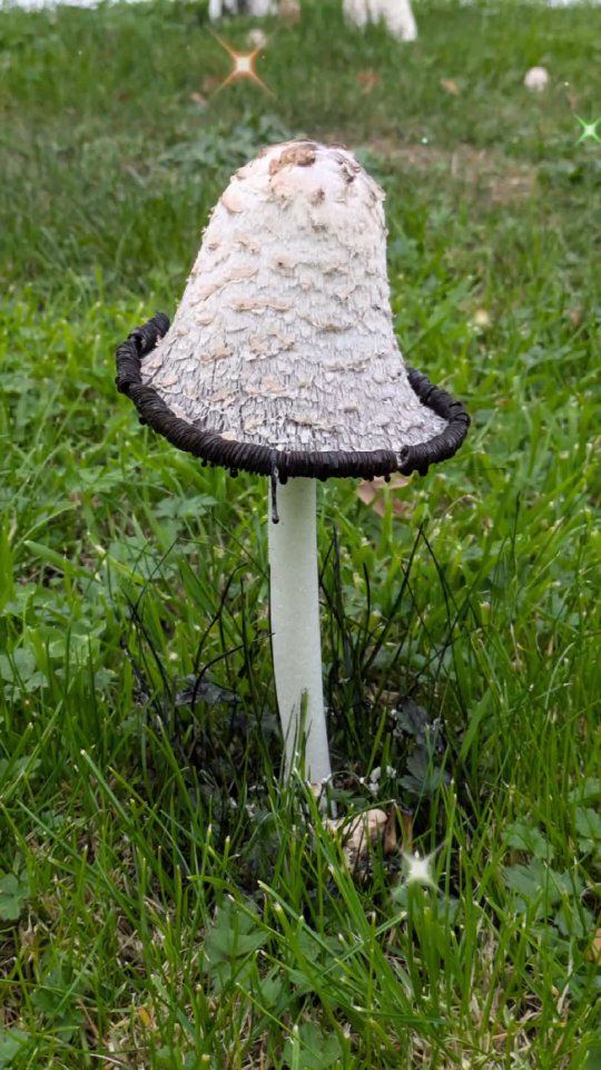 🍄🍄🍄 Just sharing some beautiful fungi found in the woods this autumn. 🍄🍄🍄
#inspiredbynature #freshairtherapy #autumnalfinds #woodlandphotography #fungilove