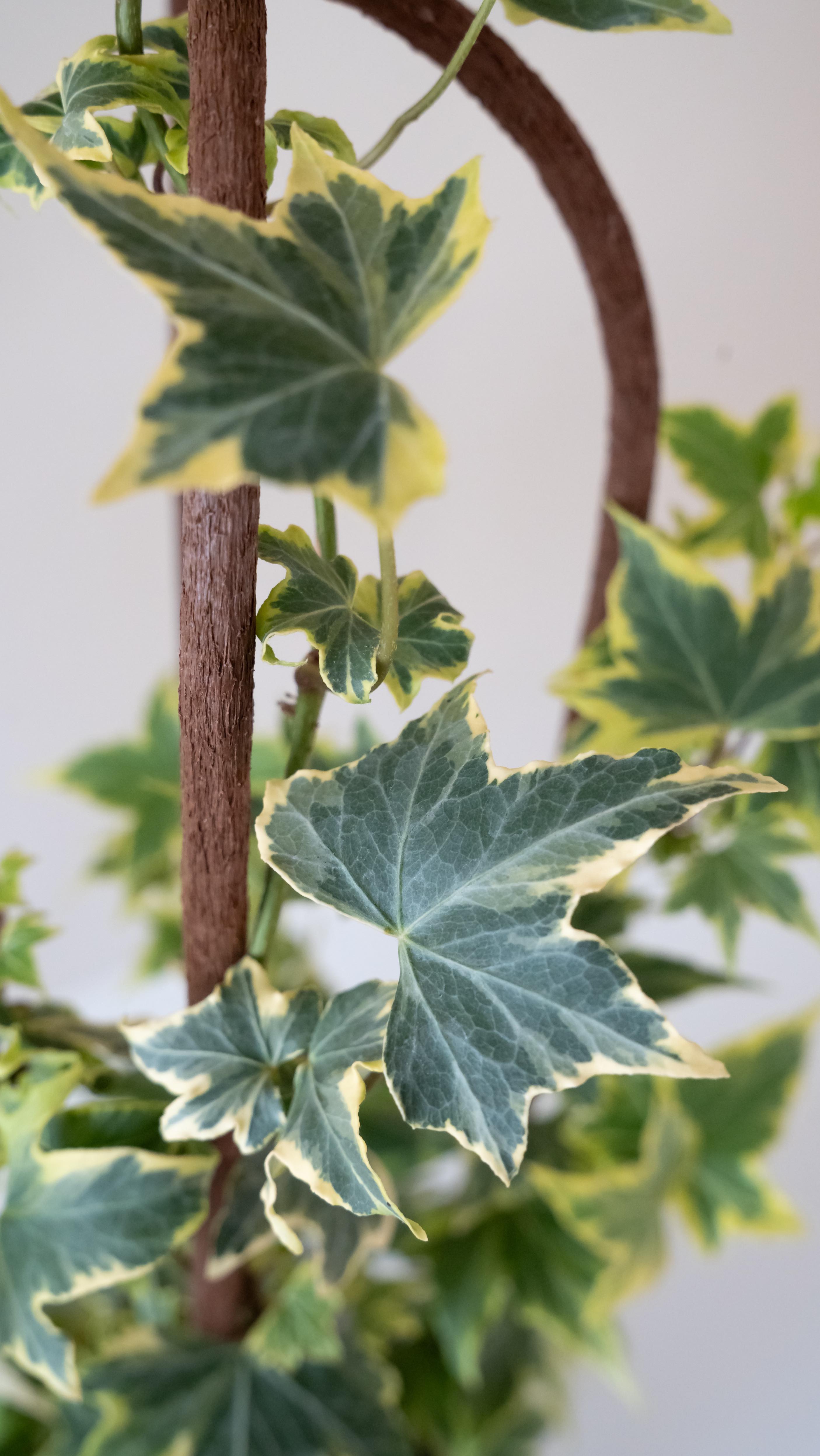 Just your friendly neighborhood plant photographer here to show you something amazing that came through the studio this week.
Climb-itt plant supports are giving all the main character energy 🌿
🌿 @leafjoyplants
📷 @octobergracemedia
#PlantPhotography #StudioVibes #PlantStyling #PlantLovers #ClimbItt #PlantSupport #SustainableDesign #HouseplantCommunity #BrandPhotography #VirginiaPhotographer #OctoberGraceMedia #leafJoy #leafJoyHouseplants