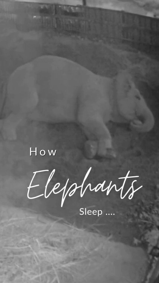 🇬🇧🐘 Understanding Elephant Sleep
Taking good care of elephants also means learning about their needs and behaviors. Every night, we observe and record how long Eva and Lhamo sleep and what happens during the night. This data helps us better understand their health, comfort, and emotional well-being. 💚
And honestly… it never gets old to see elephants sleeping — it’s always a real privilege. ✨
Click here to know how you can help more elephants
➡️ https://www.su4e.org/donate-now
Can you guess how many hours of sleep Eva and Lhamo have on average per night? 😴👇 write it in the comments
🇫🇷🐘 Comprendre le sommeil des éléphants
Prendre soin des éléphants, c’est aussi apprendre à mieux les connaître. Chaque nuit, nous observons et notons combien de temps Eva et Lhamo dorment et ce qu’il se passe pendant la nuit. Ces données nous aident à mieux comprendre leur santé, leur confort et leur bien-être émotionnel. 💚
Cliquez sur ce lien pour nous soutenir et aider plus d'éléphants
➡️ https://www.su4e.org/donate-now
Et honnêtement… voir des éléphants dormir ne cesse jamais d’être émouvant — c’est toujours un vrai privilège. ✨
À votre avis, combien d’heures dorment Eva et Lhamo en moyenne chaque nuit ? 😴👇 Faites vos estimations dans les commentaires
#Éléphants #Conservation #BienÊtreAnimal #RechercheAnimalière #StandUp4Elephants #EvaEtLhamo #SoinDesÉléphants #TourismeÉthique #FauneDuNépal #ConservationDesÉléphants #SommeilDesÉléphants #ÉléphantsRescapés #ProtégeonsLaFaune #ObservationDeLaNature #AmourDesÉléphants #Elephants #Conservation #AnimalWelfare #WildlifeResearch #StandUp4Elephants #EvaAndLhamo #ElephantCare #EthicalTourism #NepalWildlife #ElephantConservation #DataForGood #ElephantSleep #RescuedElephants #ProtectWildlife #NatureObservation #ElephantLove