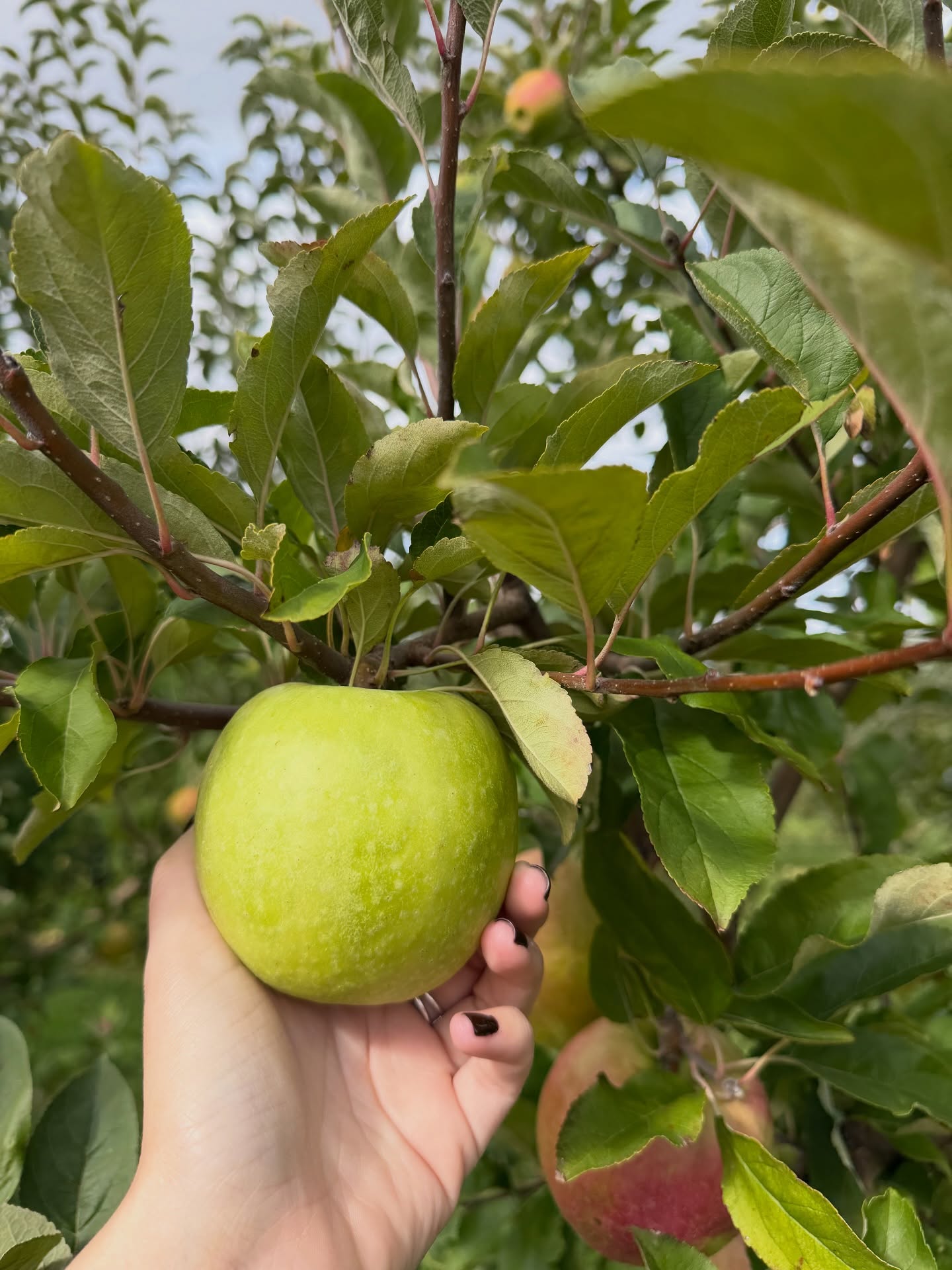 Lots of late season apple varieties left to pick on this gorgeous November Saturday, including Granny Smith, Aztec Fuji, and Winesap! (plus a lot more, see below⬇️!)🍏✨
🎃Pick-your-own pumpkins directly from the vine!
🍎Pick-your-own apples: Aztec Fuji, Golden Delicious, GoldRush, Granny Smith, Red Delicious, Pink Lady, Snapp Stayman Winesap, Suncrisp, & Super Chief
💐Pick-your-own flowers!
🌽Cowboy themed corn maze!🤠
🌽Corn Pit!
🐥FINISHED FOR THE SEASON❌: Red Valley Ranch Pony Rides & Petting Zoo (Saturday & Sundays only, cash only, separate from admission ticket)
🚜Hayride
🍔Food Tent (Saturday & Sunday only)
🍦Ice Cream Truck (Saturday & Sunday only)
🥦Fall Veggies + Brazilian speciality veggies at our tent
🍯Local Honey from @gardenstateapiaries
🍂Fall Flowers at our tent: Mums, Asters, African Marigolds, Montauk Daisies + cornstalks, Indian Corn, & straw bales for fall displays!
⏰Saturdays & Sundays, 9:30 am to 5:30 pm, with 4:30 pm being last entry!
💵We take cash & card!💳
Visit our website (link in bio) for more info!