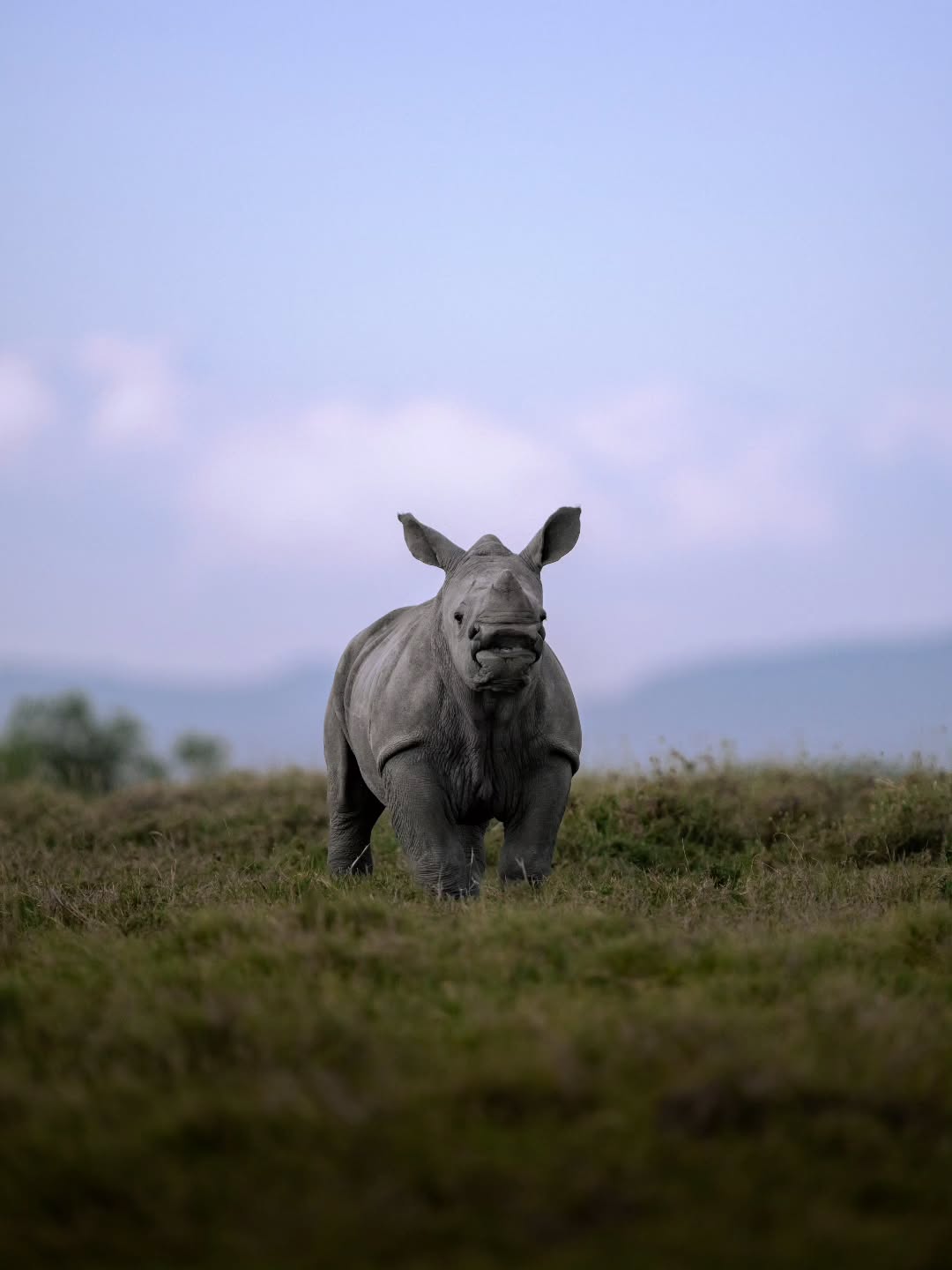 0° 00' 01" N, 36° 57' 26" E - (French below)
.
.
(EN) After my safari in Kenya, I felt it was only right that my first photo stand for a cause close to my heart: wildlife conservation. I had the incredible privilege of meeting a baby white rhinoceros at the @olpejeta , renowned for its pioneering work in wildlife protection — a must-see if you’re planning a trip to Kenya.
.
.
🦏 Baby white rhinos stand in front of their mothers so she can watch for predators in the open savannah. (For black rhinos, it’s the opposite — they stay behind their mothers in the dense bush for protection.)
🦏 After a 16-month pregnancy, a single baby is born and stays with its mother for about three years, nursing up to 30 times a day!
🦏 Babies are born without a horn — just a small bump that soon grows as they practice playful charges at bushes.
.
.
💜 If this little rhino melts your heart, like and share to support the amazing work of Ol Pejeta Conservancy!
.
.
.
.
(FR) Suite à mon safari au Kenya, il me tenait à cœur que ma première photo serve une cause essentielle : la conservation de la faune. J’ai eu l’immense privilège de rencontrer un bébé rhinocéros blanc au Ol Pejeta Conservancy, reconnu pour ses programmes novateurs de protection des animaux — un arrêt incontournable si vous prévoyez un voyage au Kenya.
.
.
🦏 Le bébé rhinocéros blanc se tient devant sa mère pour qu’elle puisse mieux surveiller les prédateurs dans la savane. (Chez le rhinocéros noir, c’est l’inverse : il reste derrière sa mère dans la brousse pour être mieux protégé.)
🦏 Après 16 mois de gestation, un seul petit naît et reste avec sa mère jusqu’à environ 3 ans, tétant jusqu’à 30 fois par jour !
🦏 Les bébés naissent sans corne, seulement avec une petite bosse molle qui pousse après quelques semaines — ils s’entraînent alors à charger les buissons, trop mignons!
.
.
💜 Si ce petit rhino fait fondre ton cœur, aime et partage cette publication pour soutenir le travail exceptionnel du Ol Pejeta Conservancy !
.
.
.
.
#OlPejeta #SavetheRhinos #RhinoConservation #Whiterhino #babyrhino #kenyasafari #Africanwildlife #WildlifePhotography #ExploreKenya #WildlifeConservation #ProtectWildlife #ForTheWild #magicalkenya