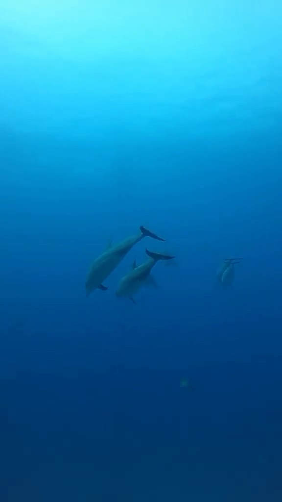 Another day, another fin fact!🐬✨
Did you know that dolphins are social butterflies? They communicate with each other using a variety of clicks, whistles, and body movements. Each pod has its unique set of vocalizations, creating their own “dolphin dialect”.
Join us for an unforgettable snorkel experience and discover more fascinating facts beneath the waves!🌊 🐬
#dolphin #dolphins #hawaii #adventure #snorkeling #snorkeltour #oahu #waikiki #snorkelhawaii #waikikiwonders #hawaiiwildlife #aloha #underwater