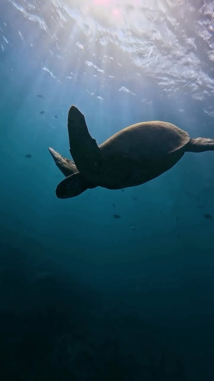 What would you like to see? 😏🤭
Come join us for an unforgettable and safe underwater adventure! 🐟💙
#SnorkelingHawaii #whatisee #HawaiiAdventures #UnderwaterHawaii #underwater #TropicalSnorkeling #WaikikiSnorkel #HanaumaBaySnorkel #MarineLifeHawaii #SafeSnorkeling #OceanExploration #HawaiiVacationTips #SnorkelFun #UnderwaterAdventure #HawaiiTravelGuide
